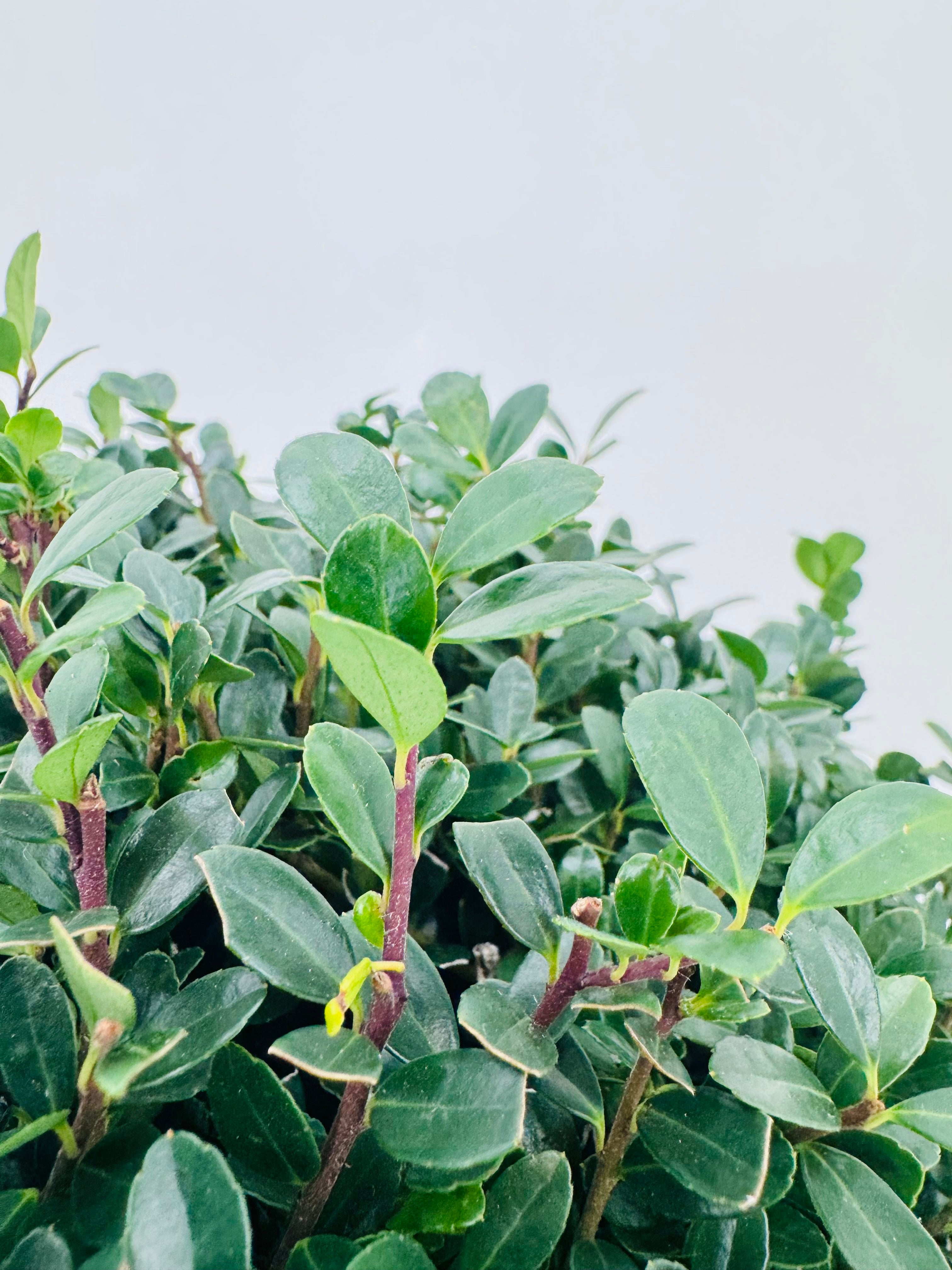 ILEX CRENATA JENNY BALL 25CM