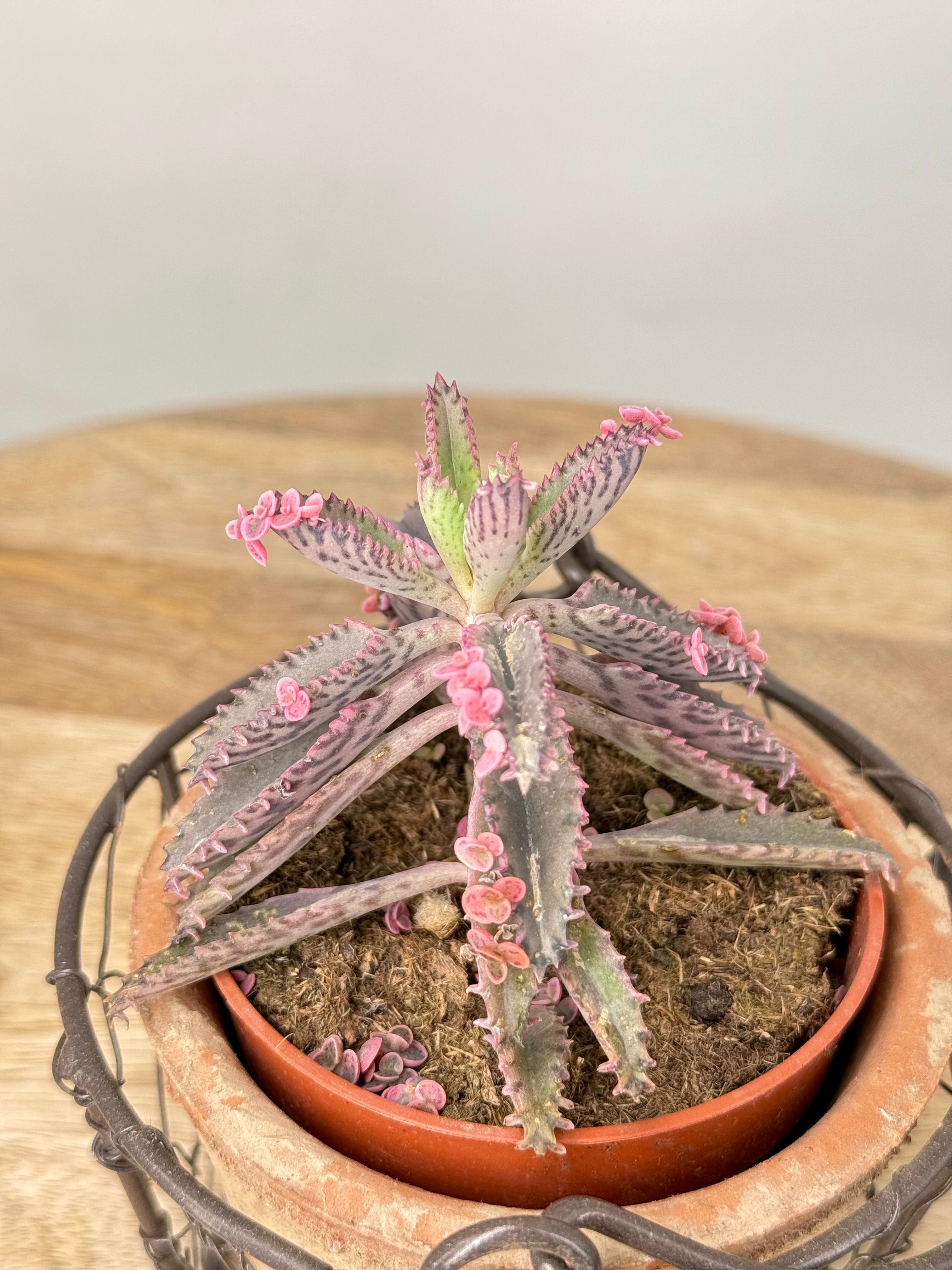 KALANCHOE ROSADO BUTTERFLY M10,5