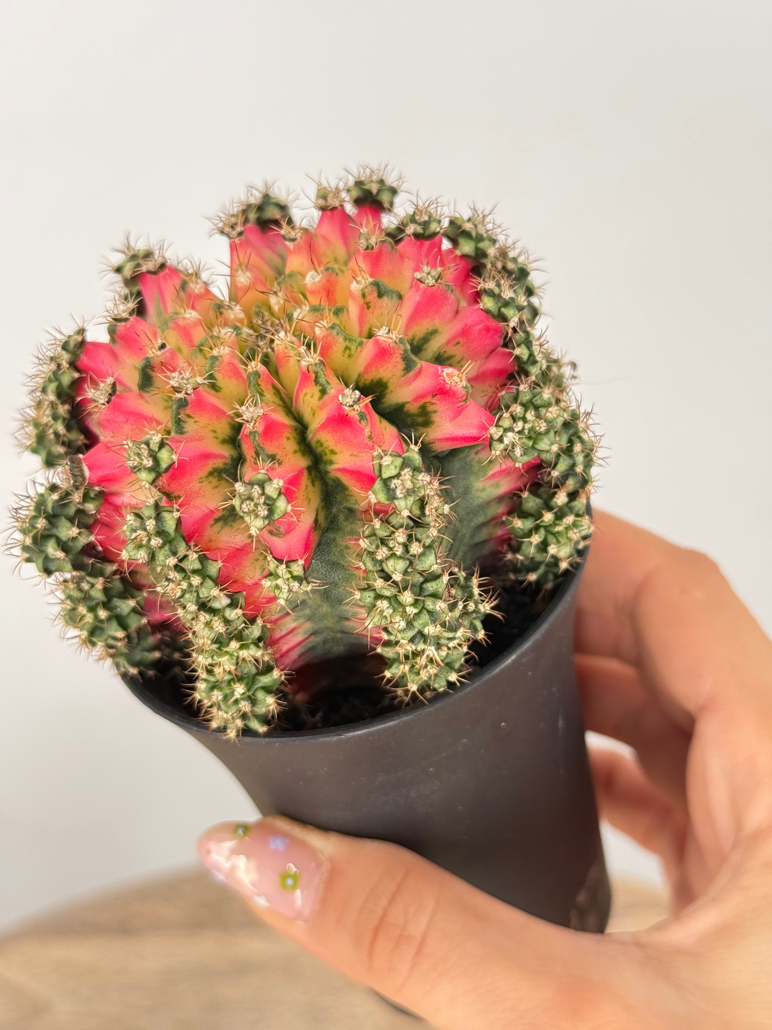 GYMNOCALYCIUM MILHANOVICHII KOI M8,5