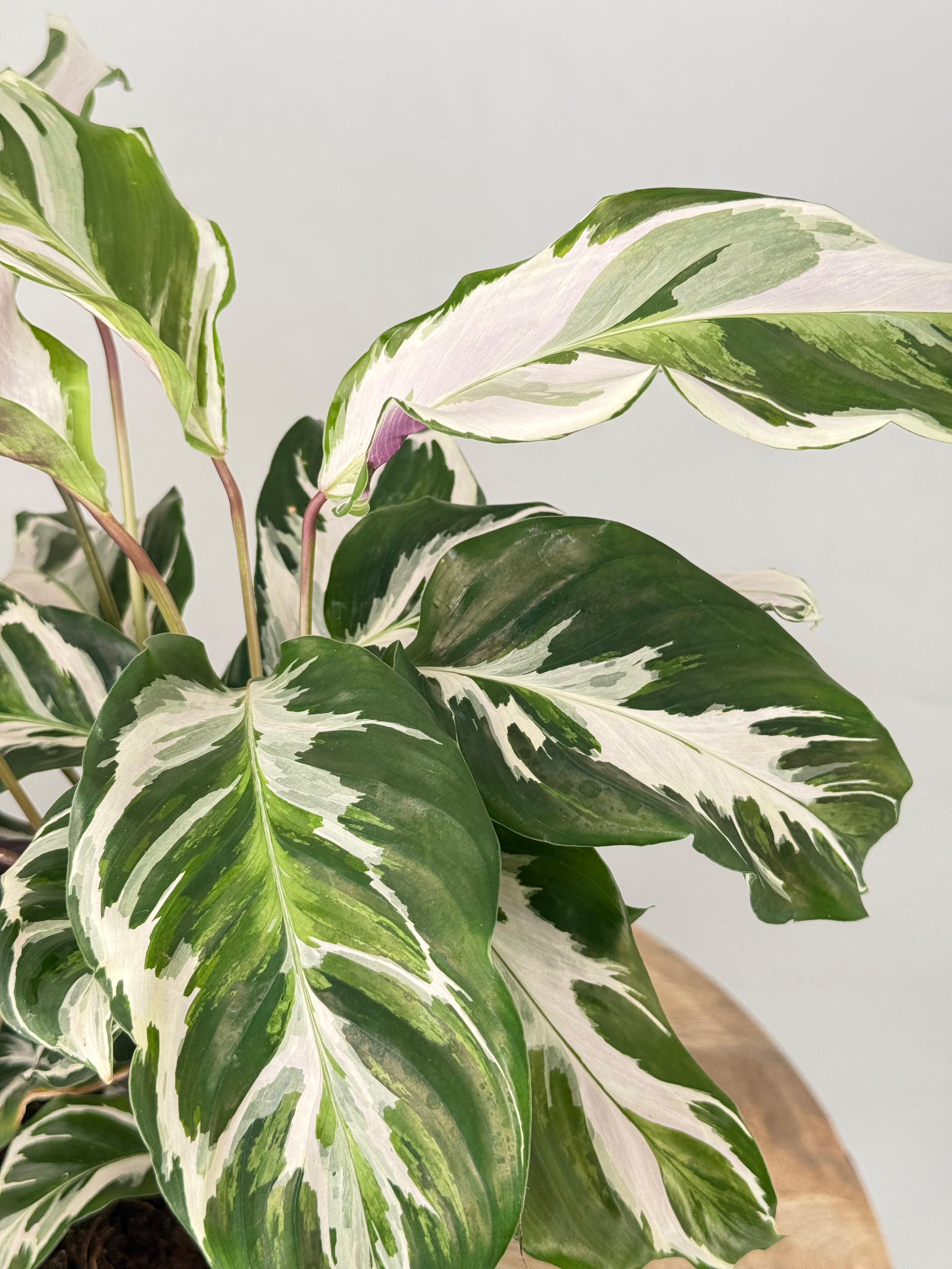 CALATHEA FUSION WHITE M14