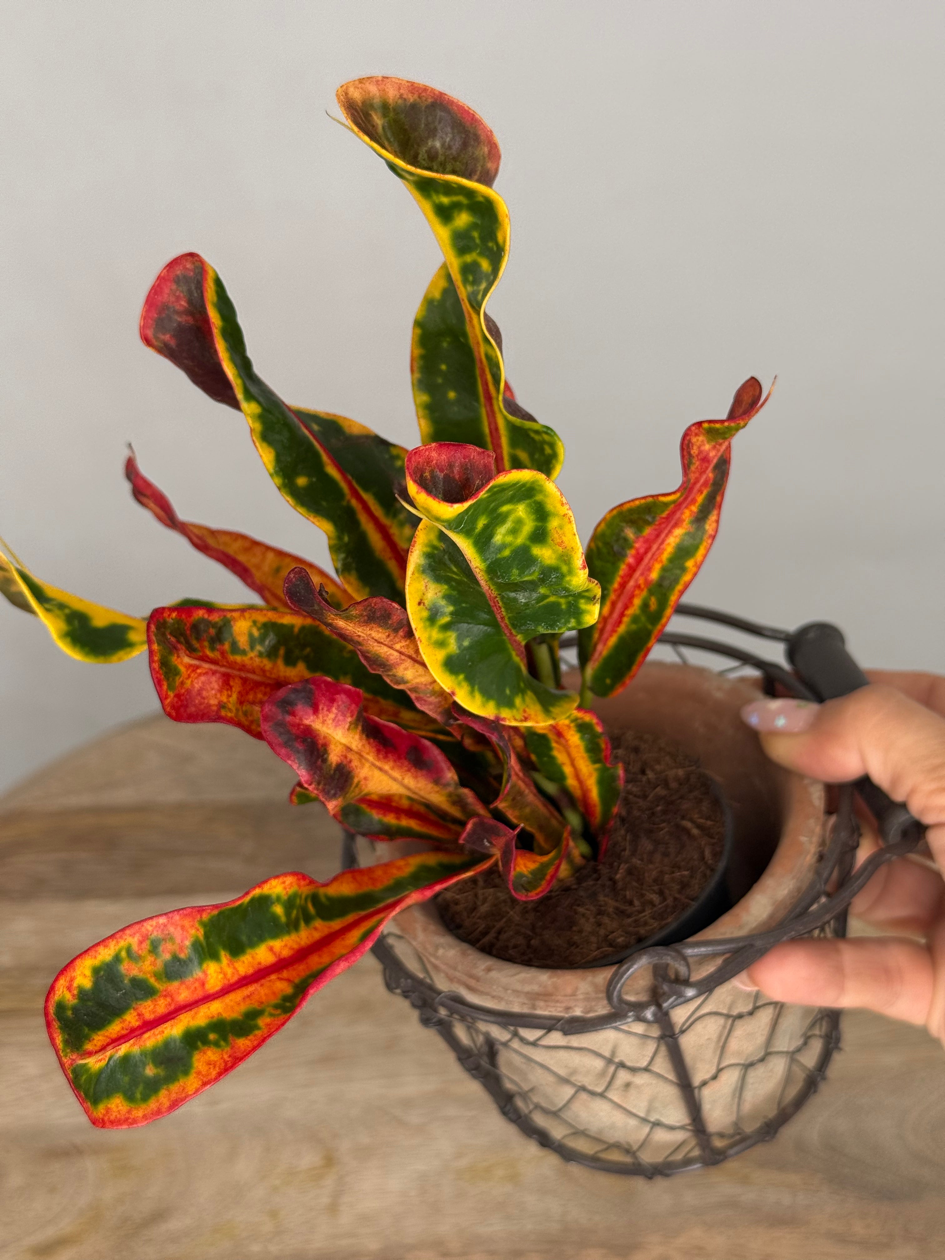 CODIAEUM VAR. MAMMI M7
