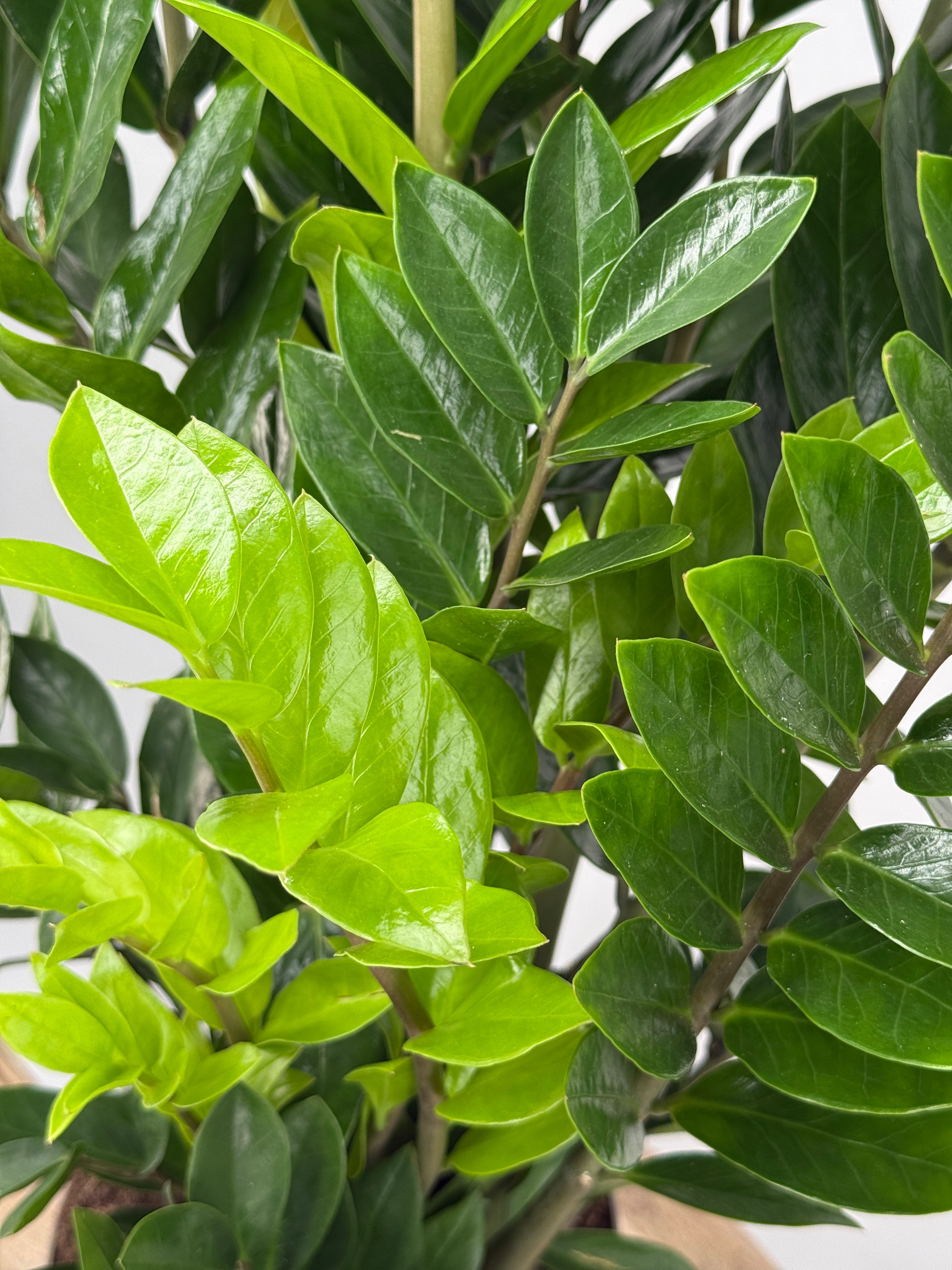 ZAMIOCULCAS ZAMIIFOLIA