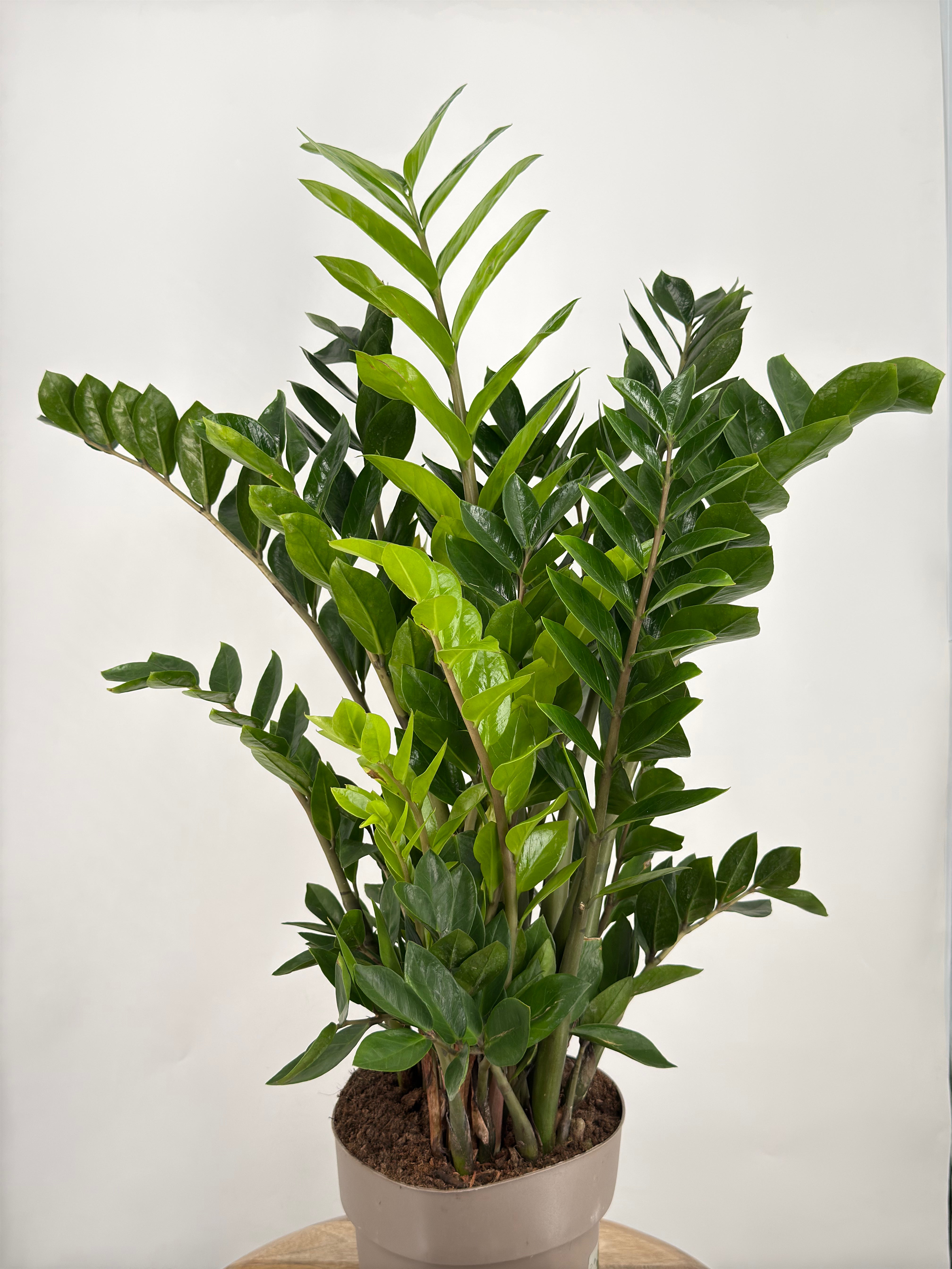 ZAMIOCULCAS ZAMIIFOLIA