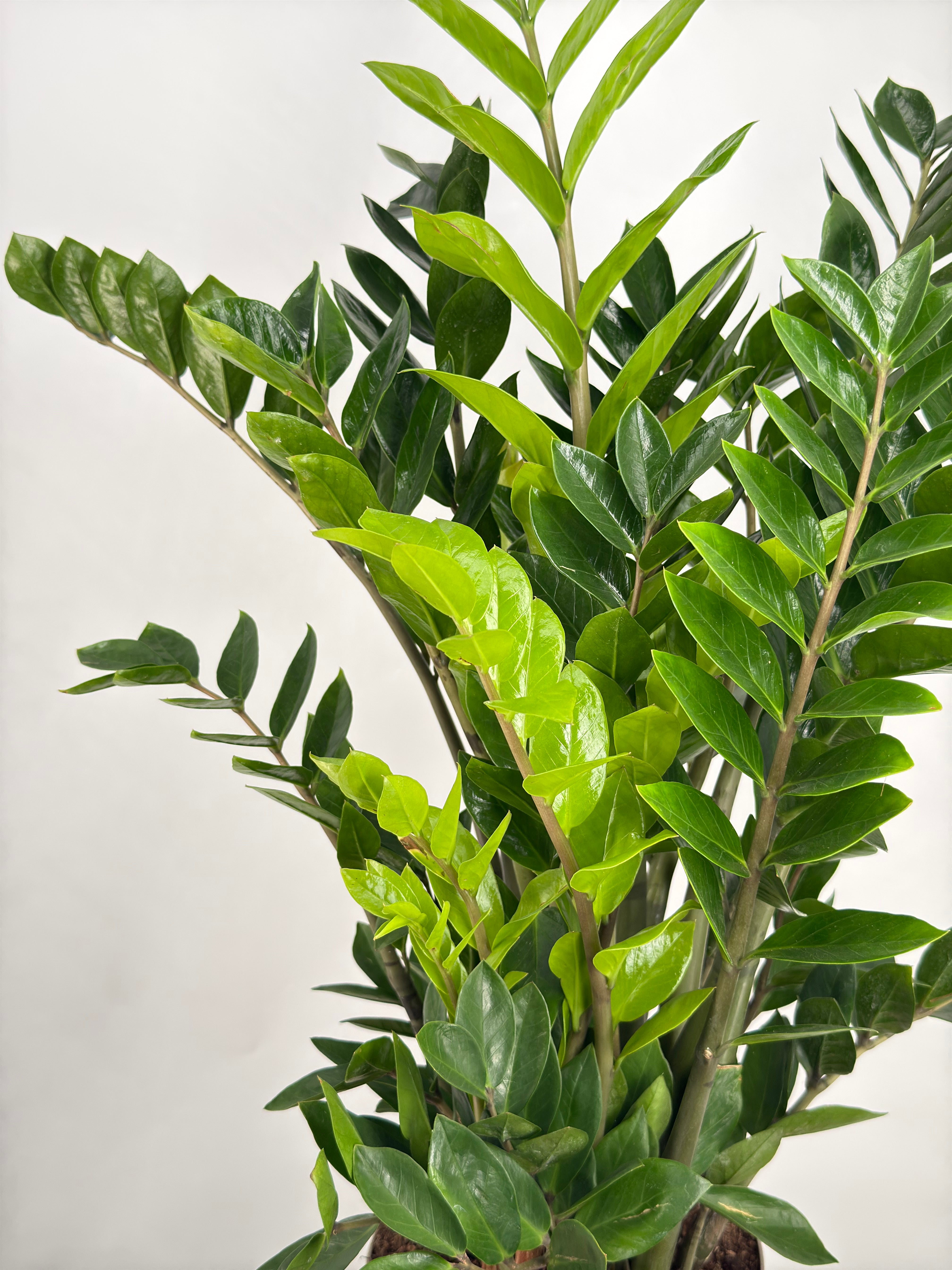 ZAMIOCULCAS ZAMIIFOLIA