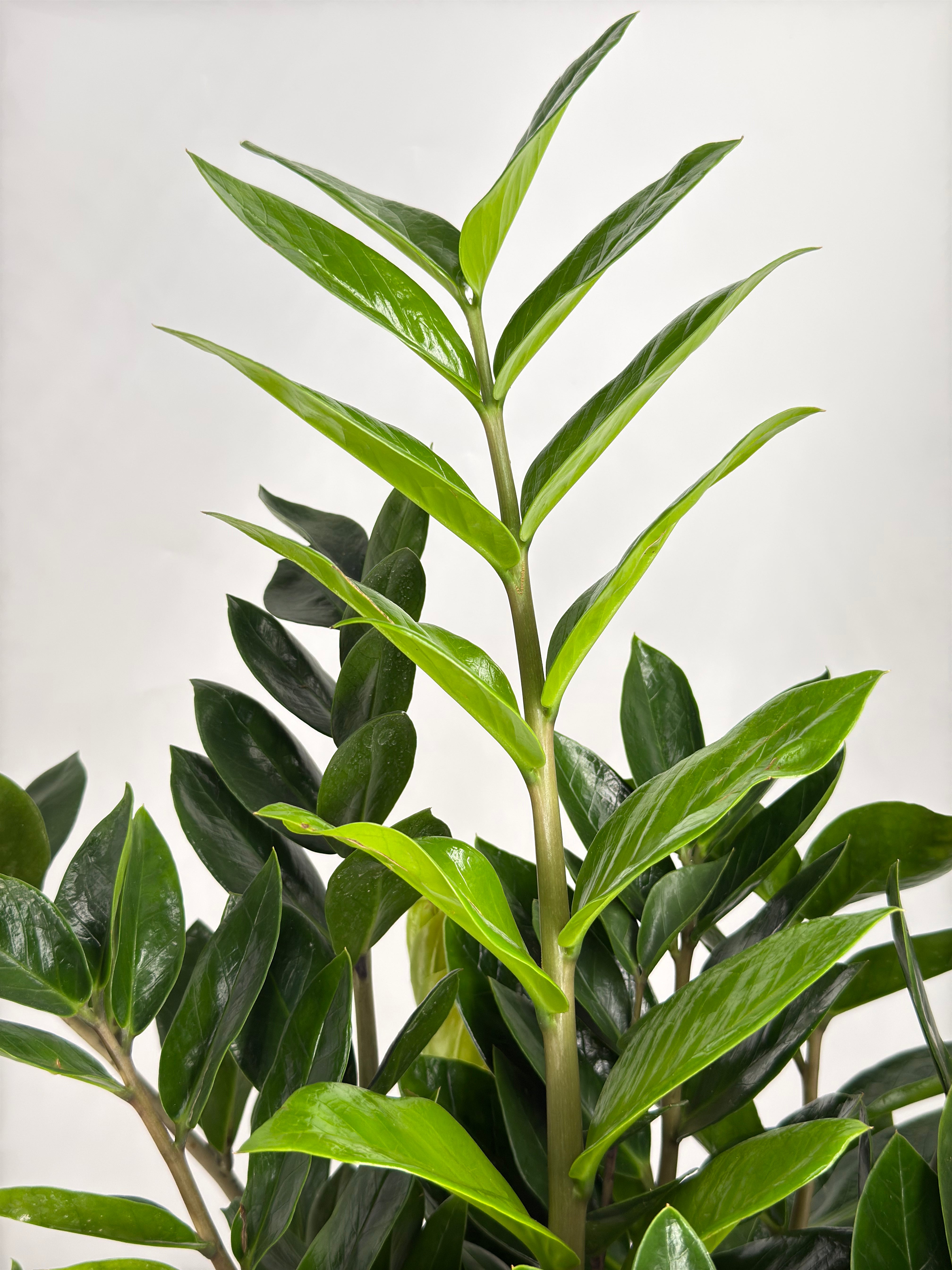 ZAMIOCULCAS ZAMIIFOLIA
