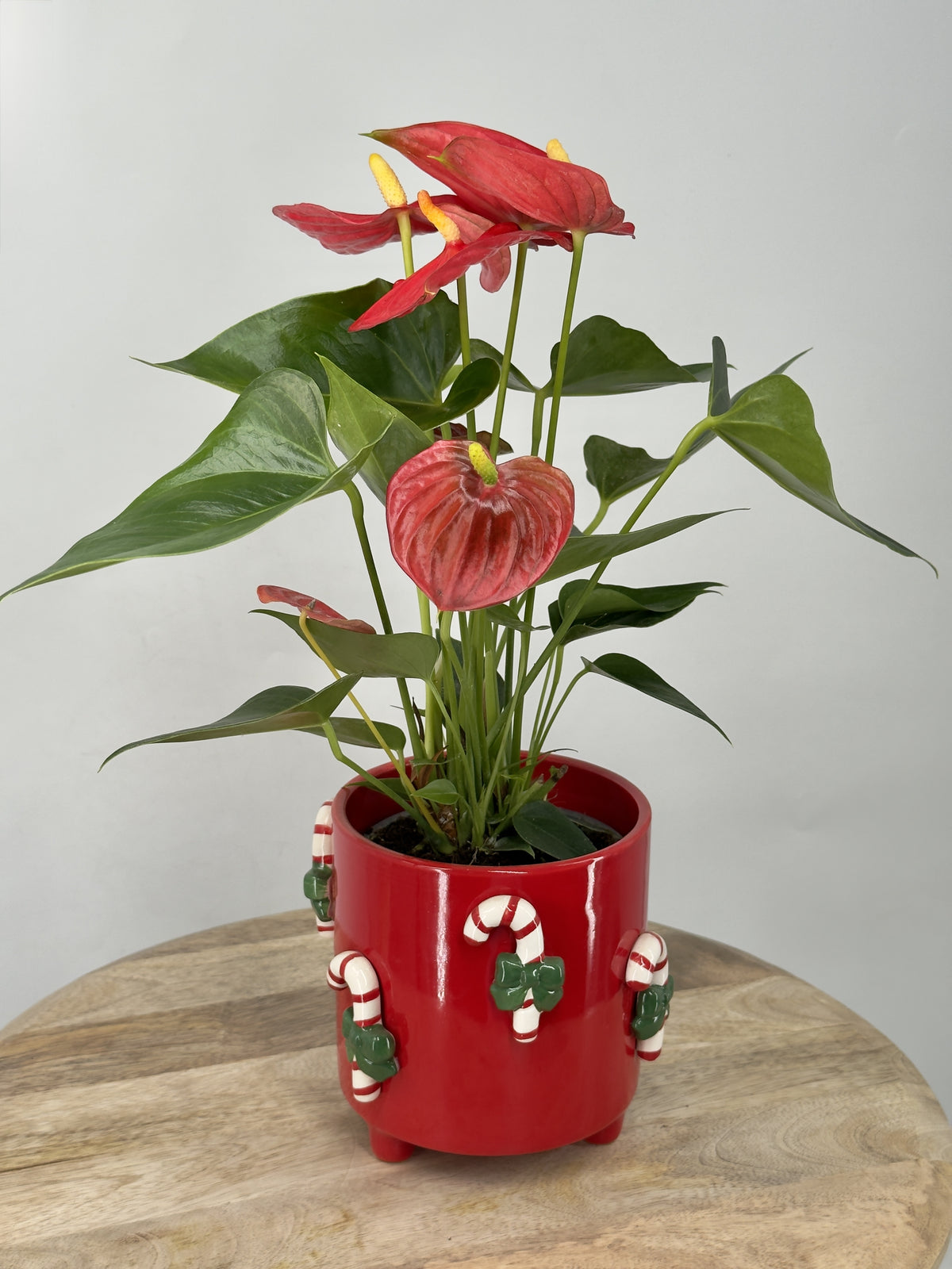 ANTHURIUM ANDR. M12 MIX