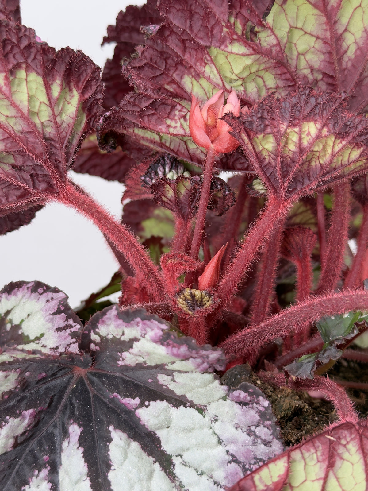 BEGONIA FOLIAGE REX FIREWORKS M17