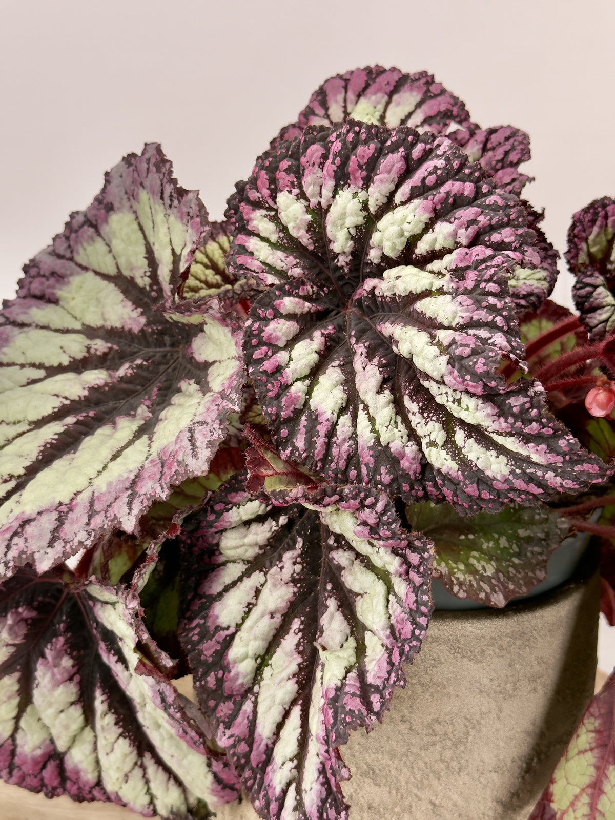 BEGONIA FOLIAGE REX FIREWORKS M17