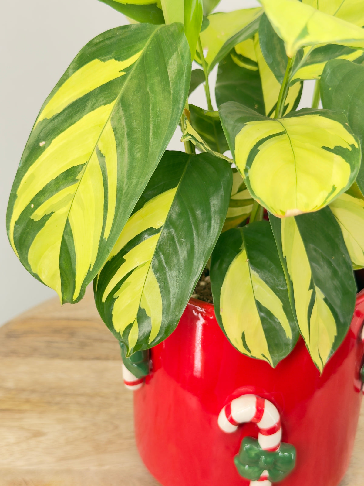 CALATHEA PILOSA M12