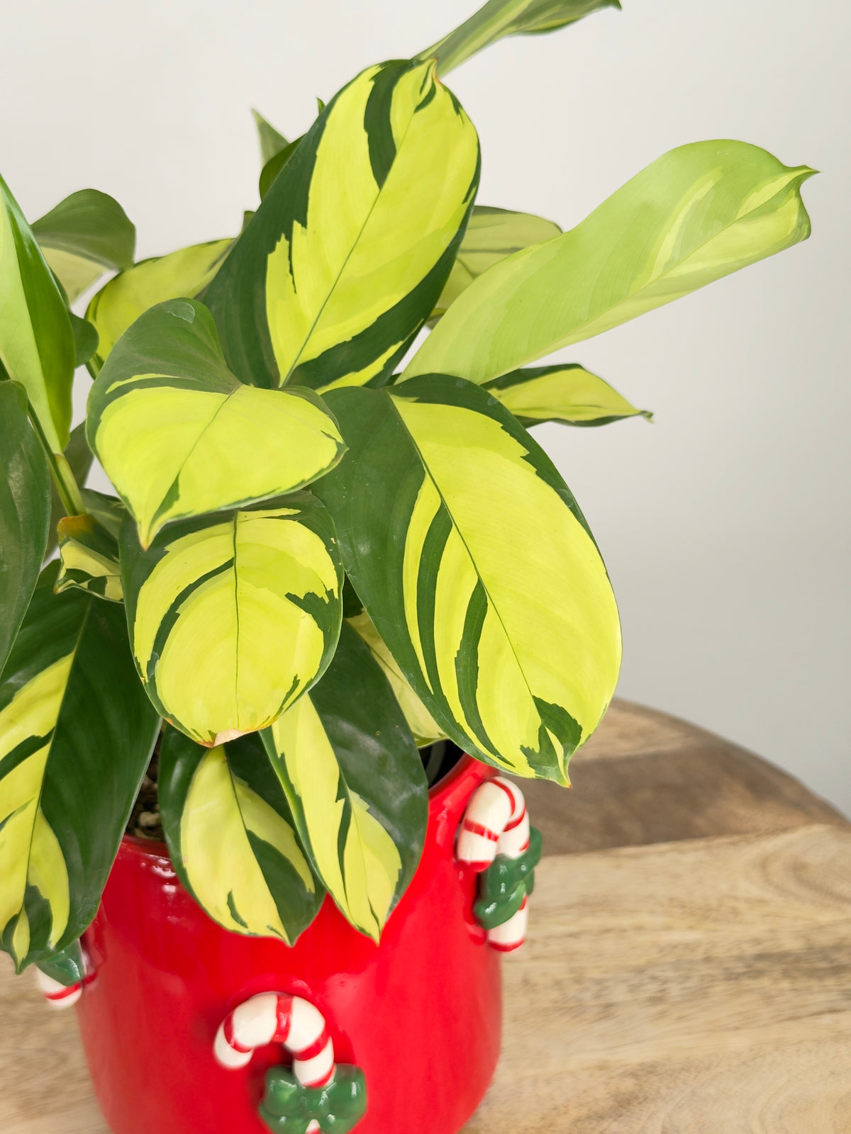 CALATHEA PILOSA M12