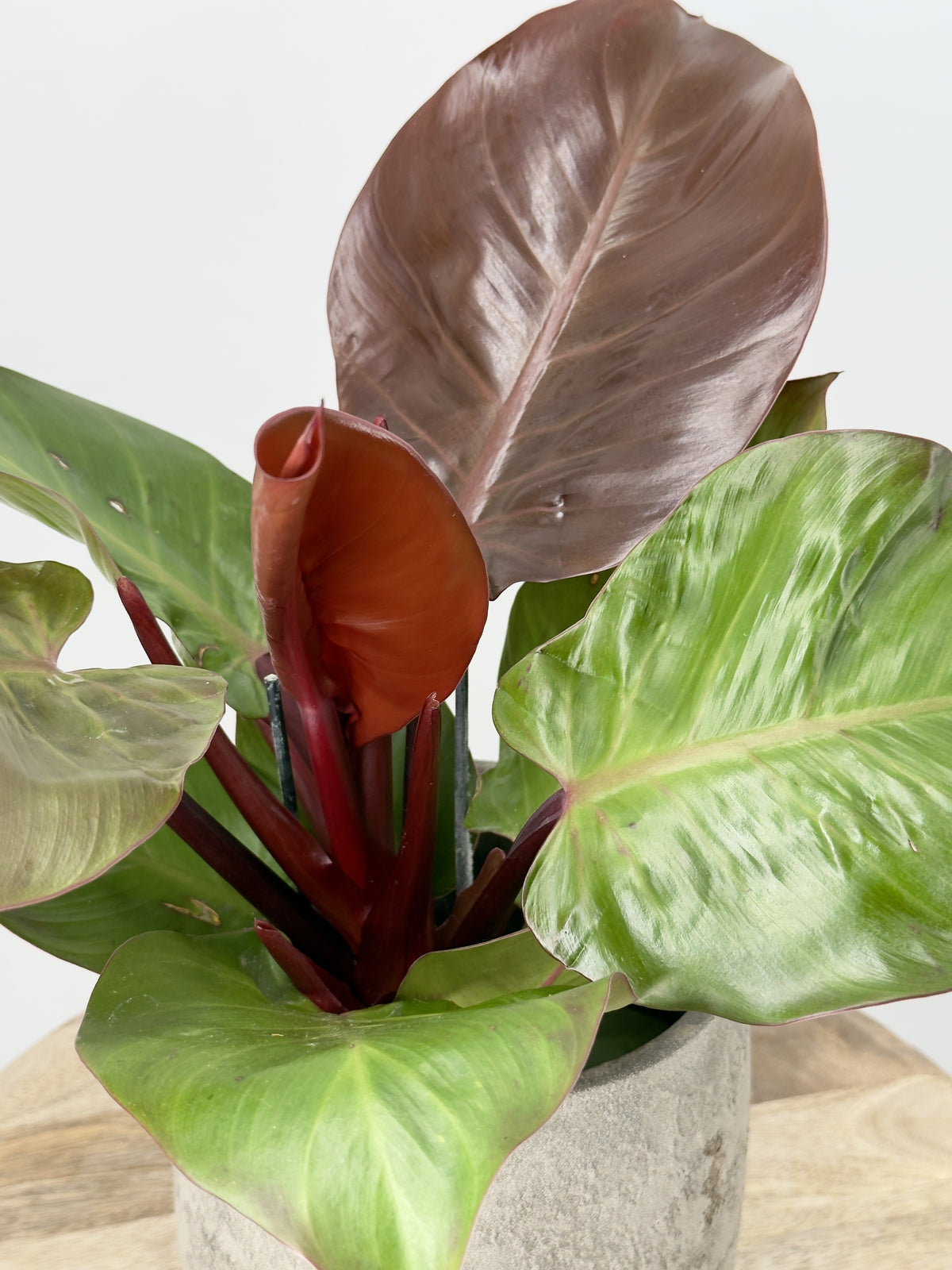 PHILODENDRON SUNLIGHT M12