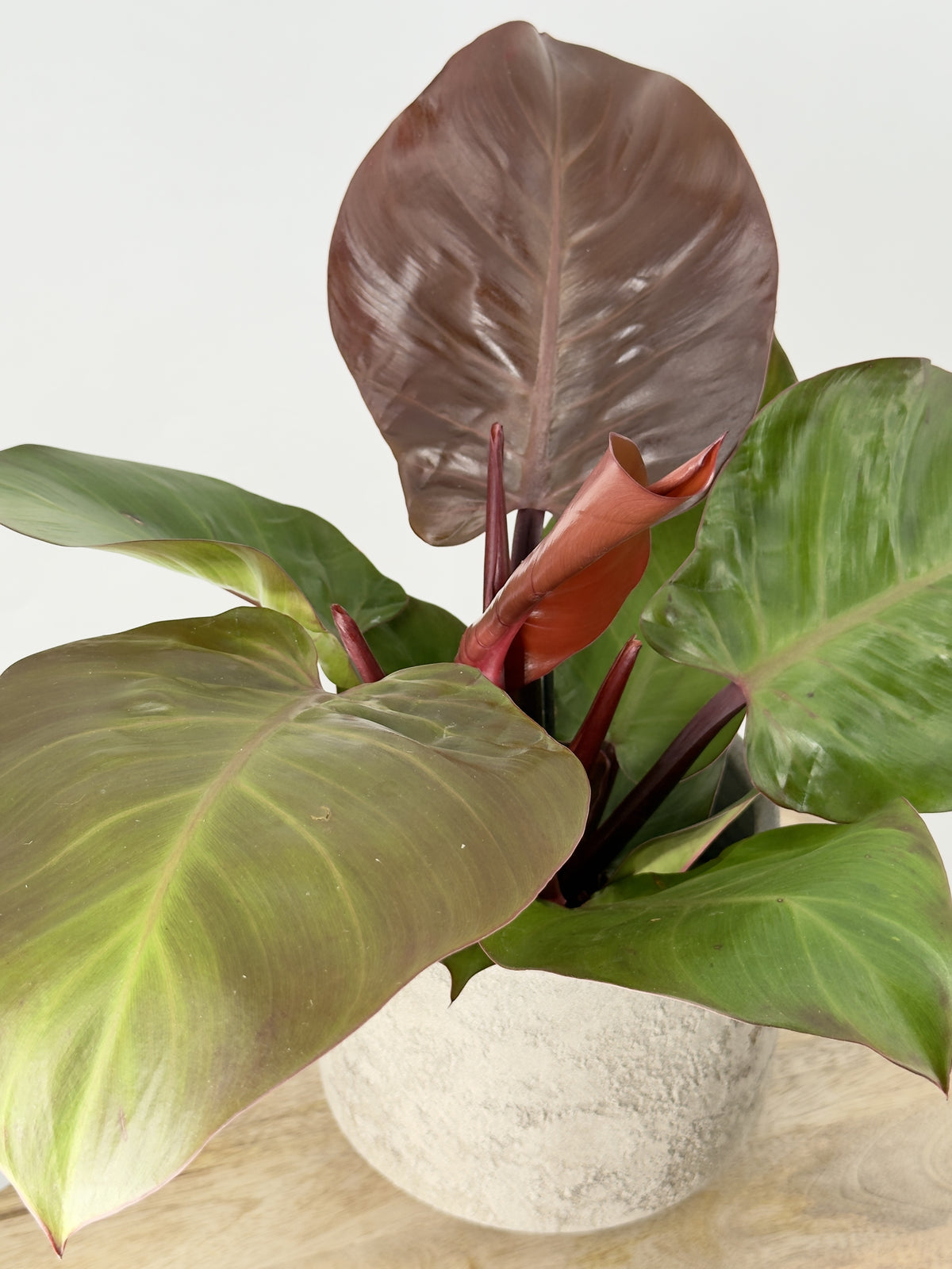 PHILODENDRON SUNLIGHT M12