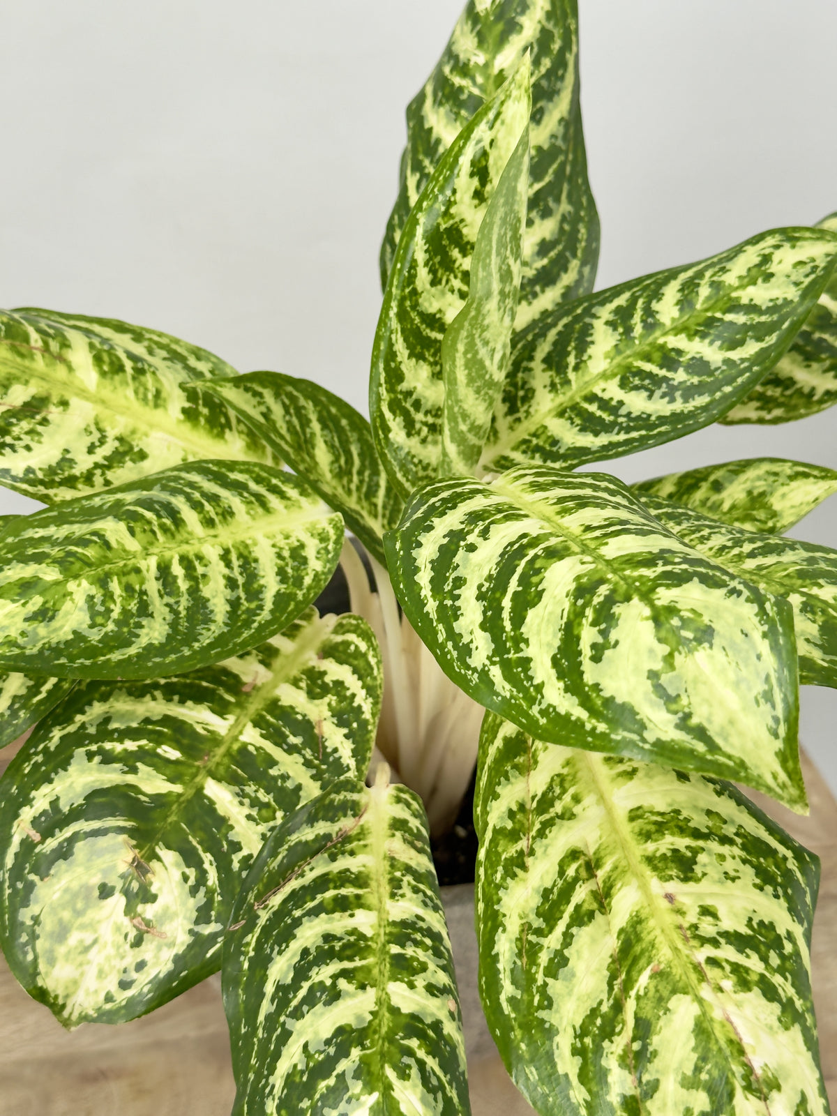 AGLAONEMA ZEBRA M12