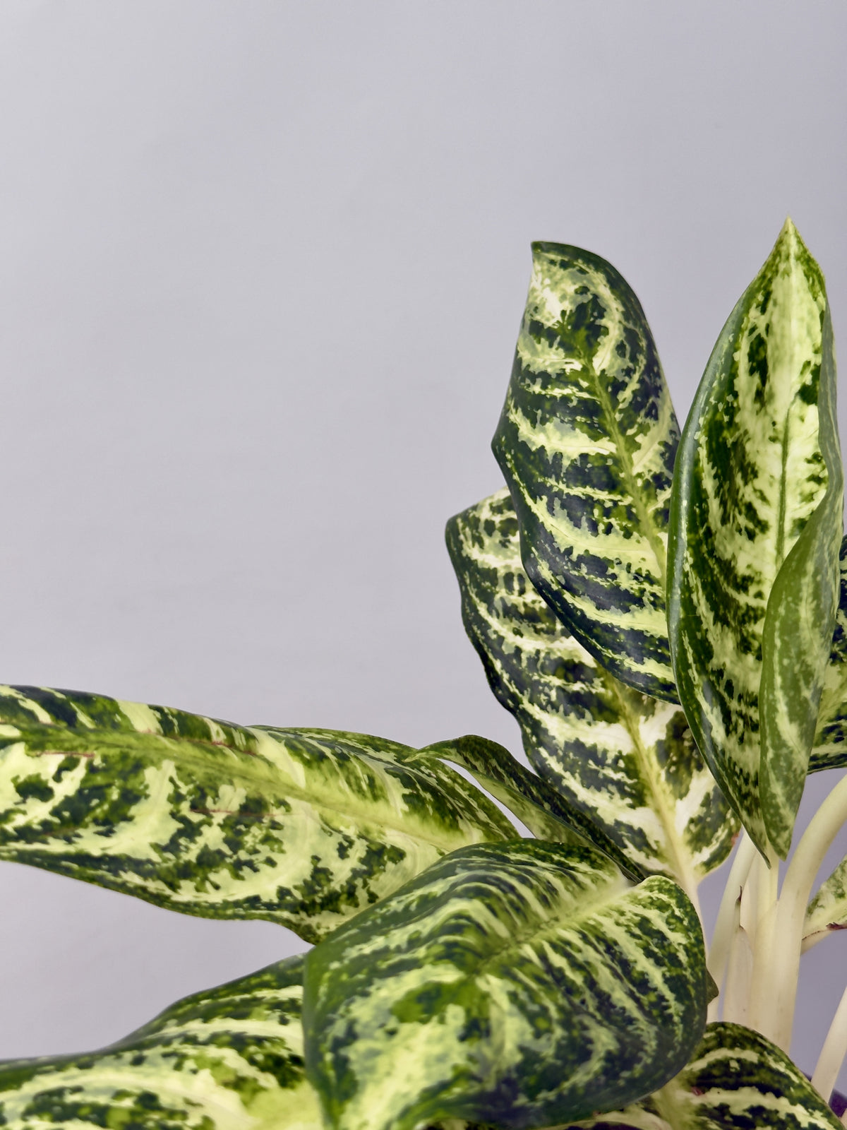 AGLAONEMA ZEBRA M12