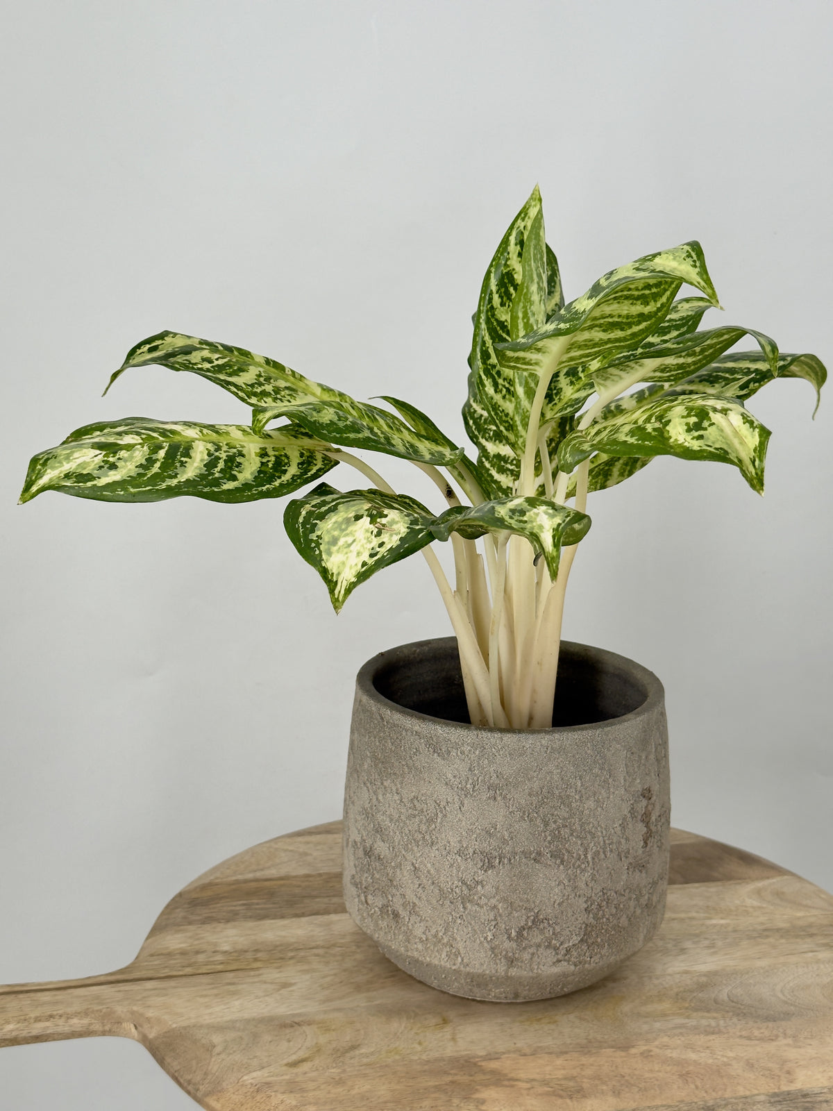AGLAONEMA ZEBRA M12