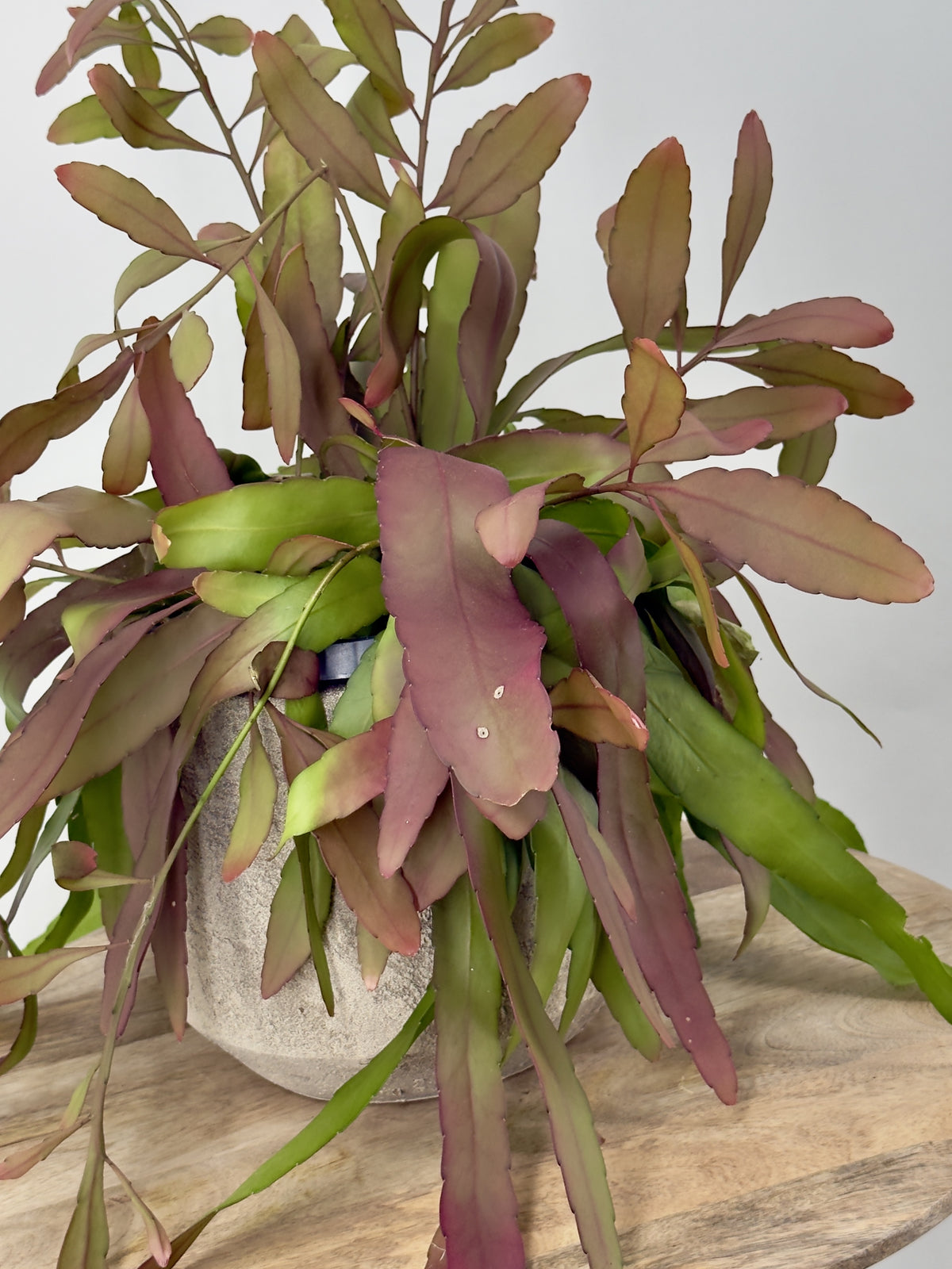 PSEUDORHIPSALIS RAMULOSA M14