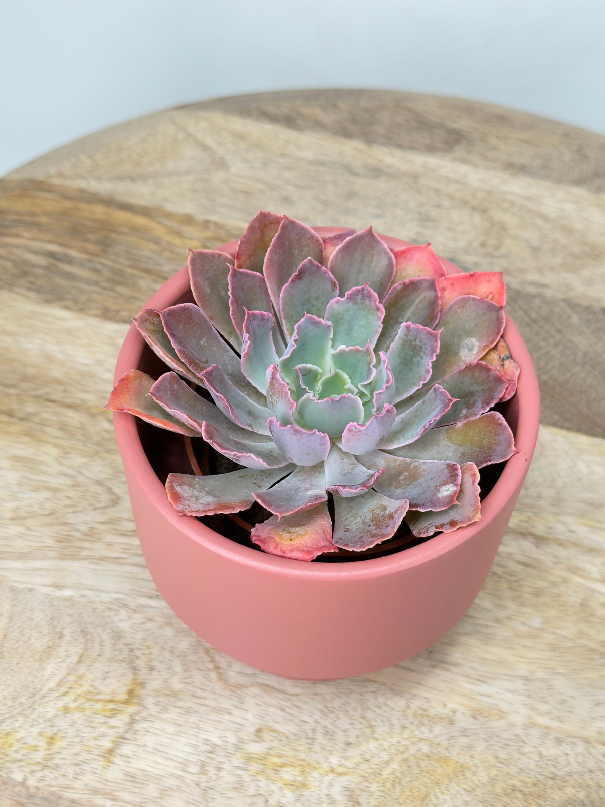 ECHEVERIA MIX M8.5