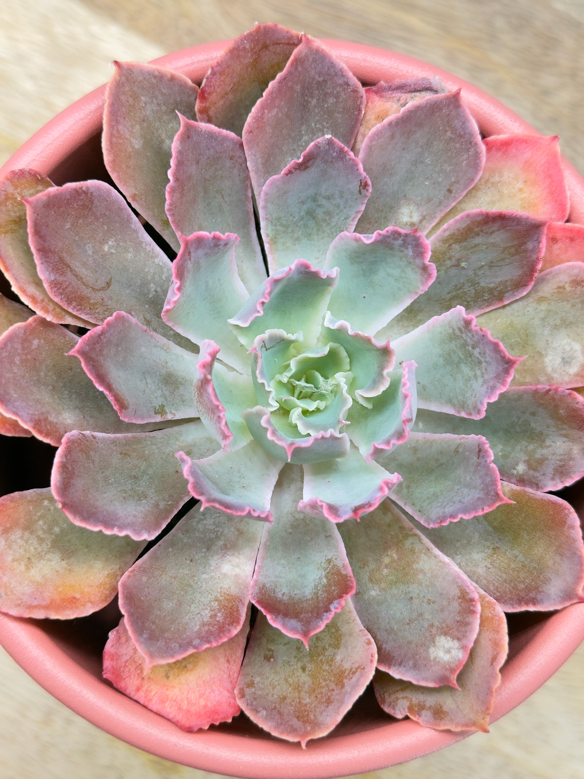 ECHEVERIA MIX M8.5