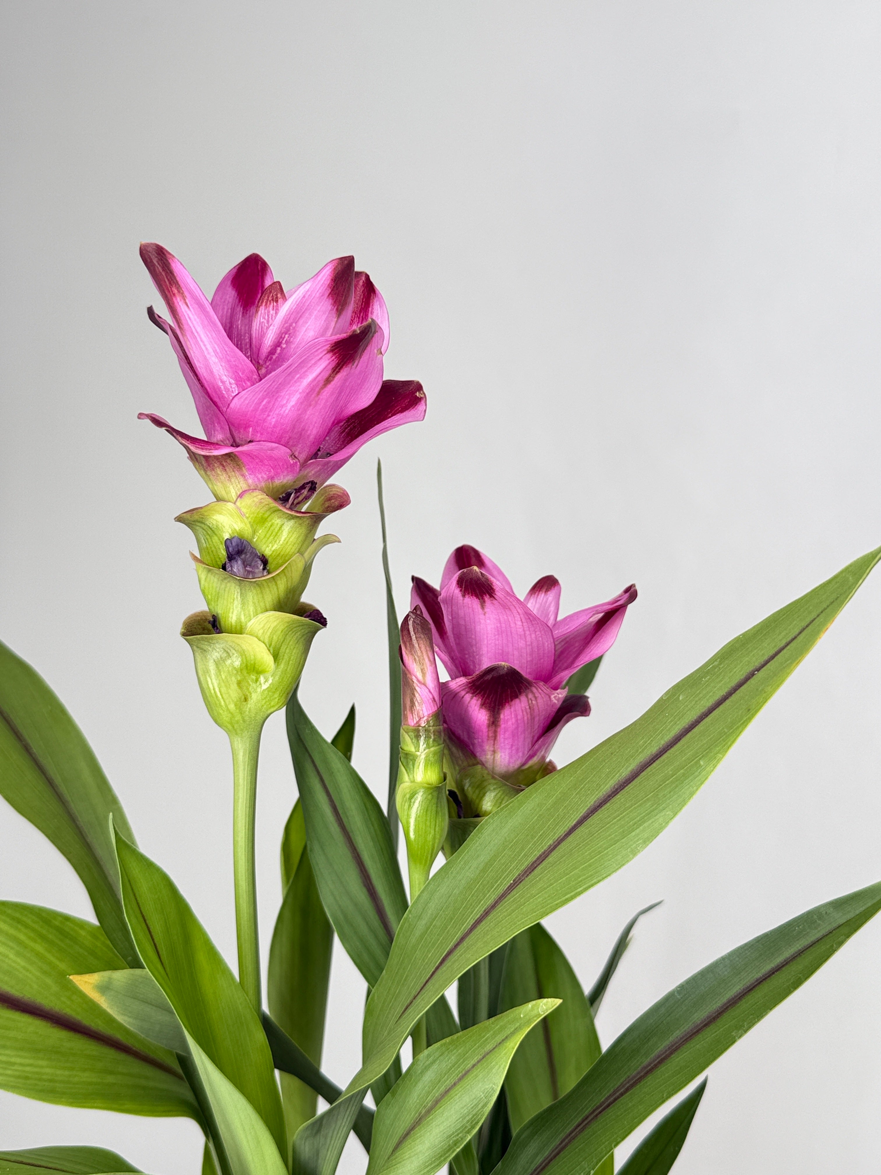 CURCUMA ALIS SUBLIME PURPLE M12