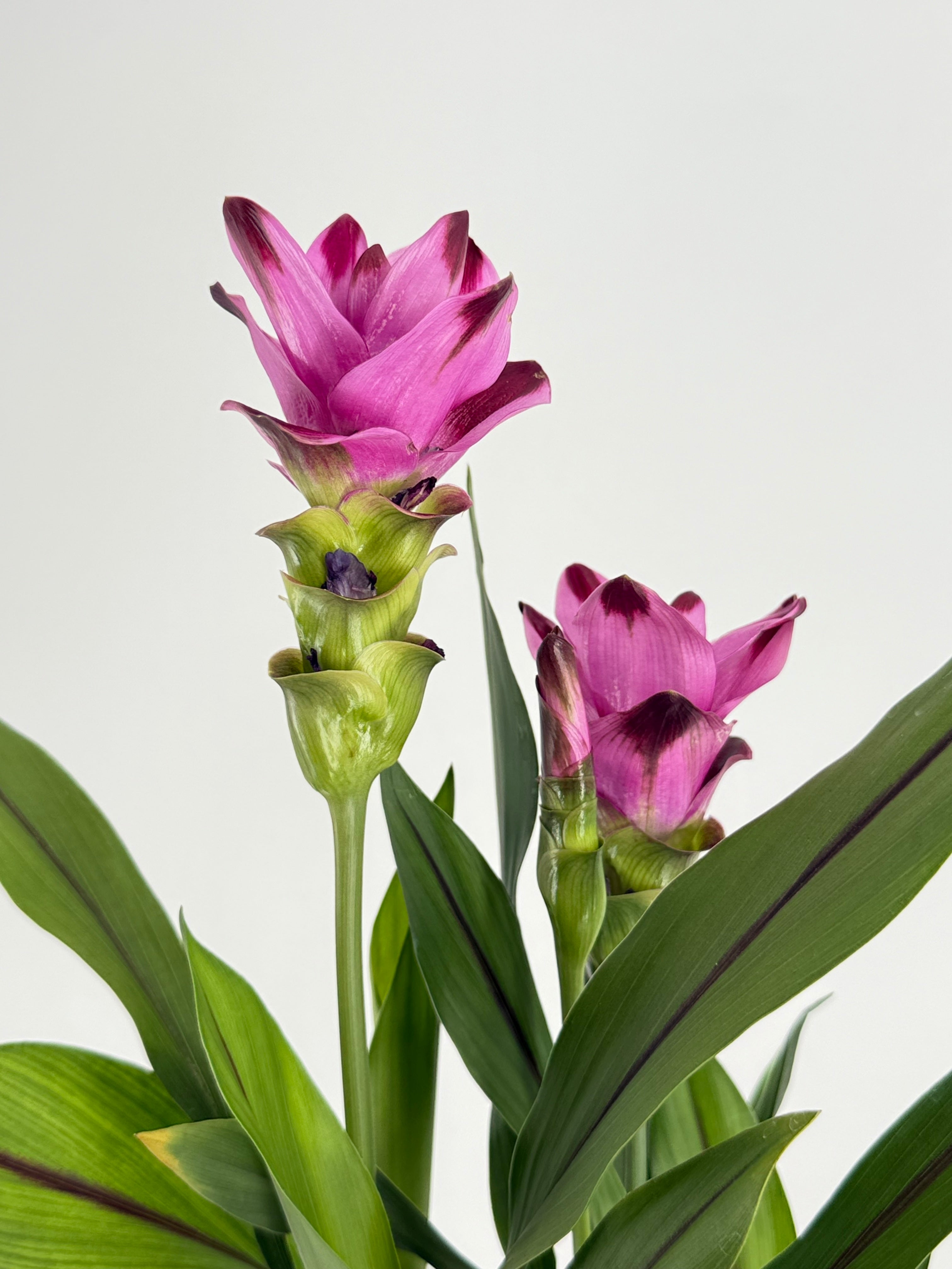 CURCUMA ALIS SUBLIME PURPLE M12