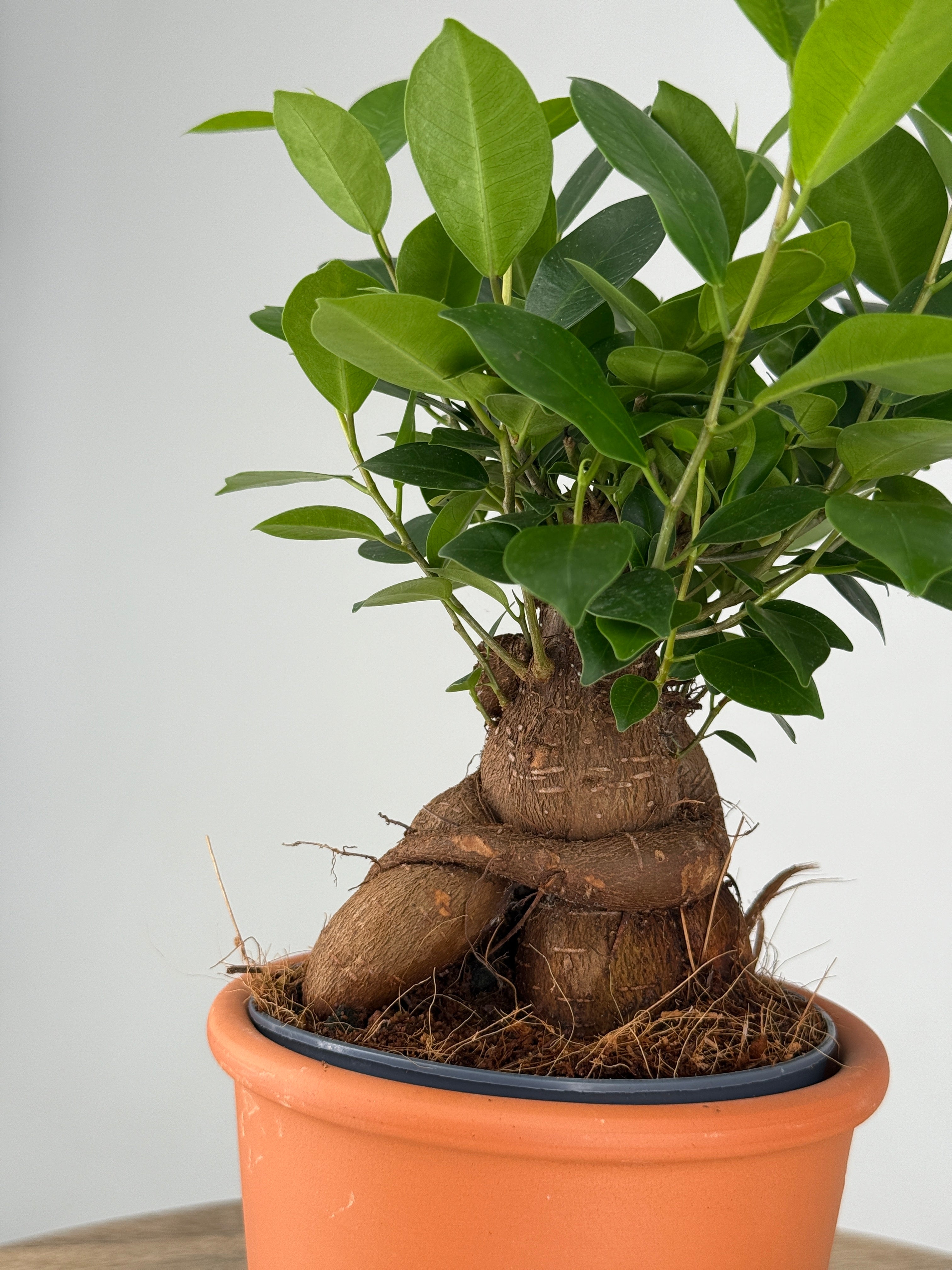 FICUS MICR GINSENG M14