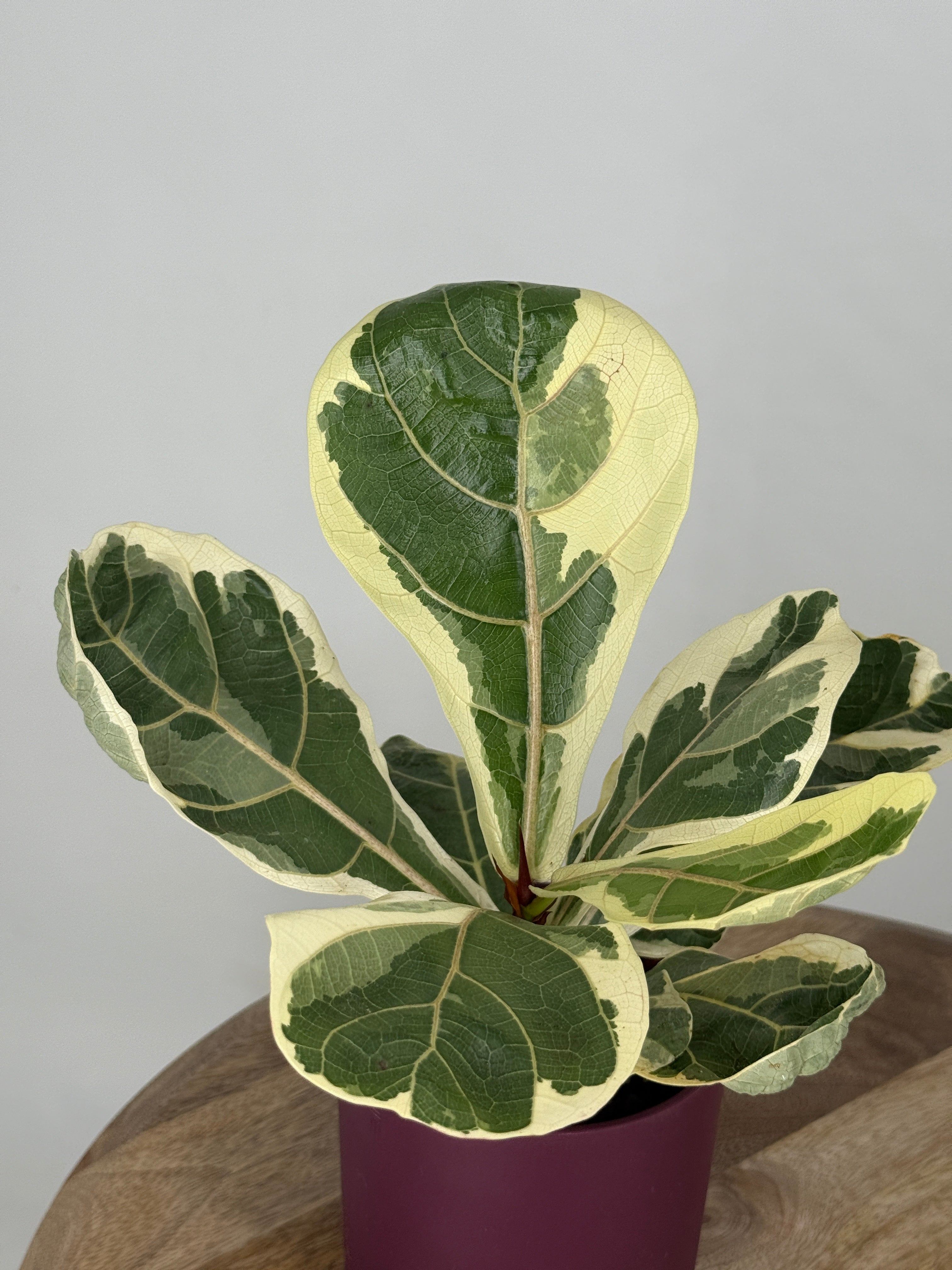 FICUS LYRATA VARIEGATA M10,5