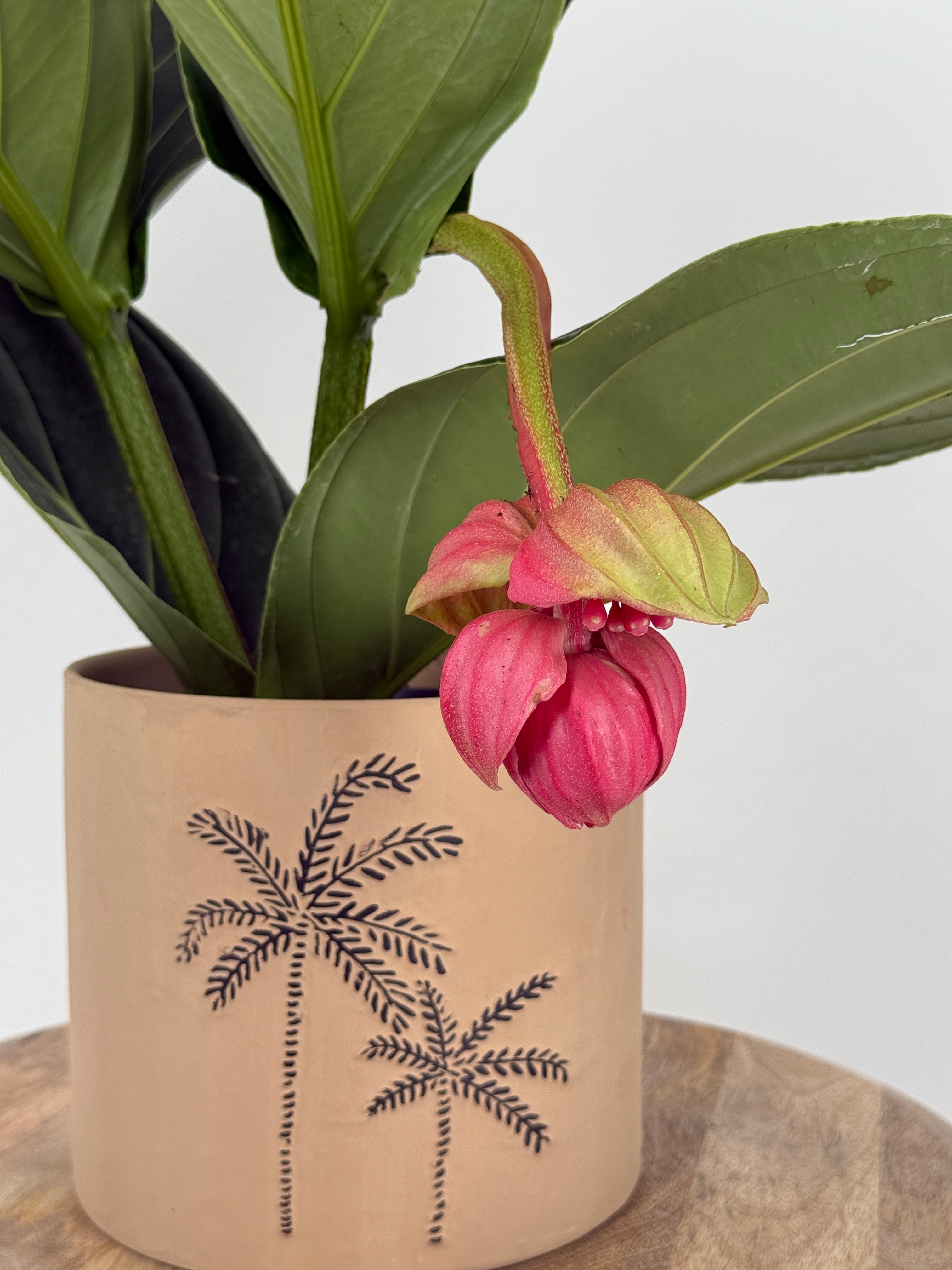 MEDINILLA MAGNIFICA FLAMENCO M 17