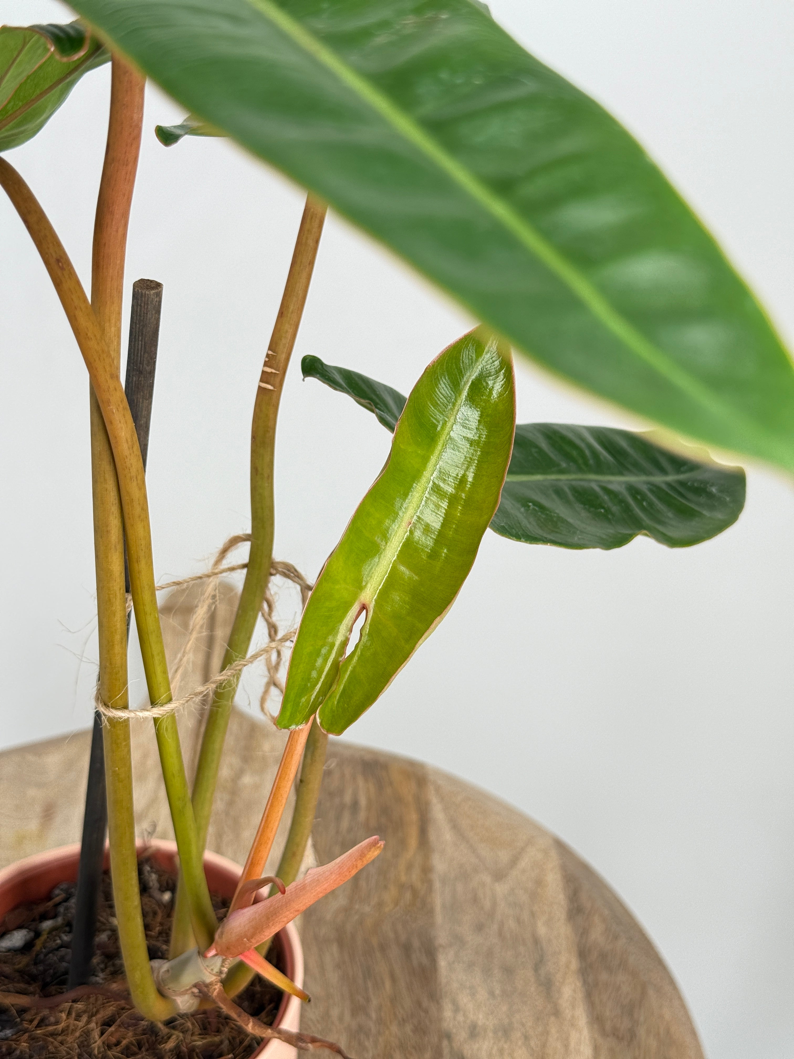 PHILODENDRON BILLIETIAE