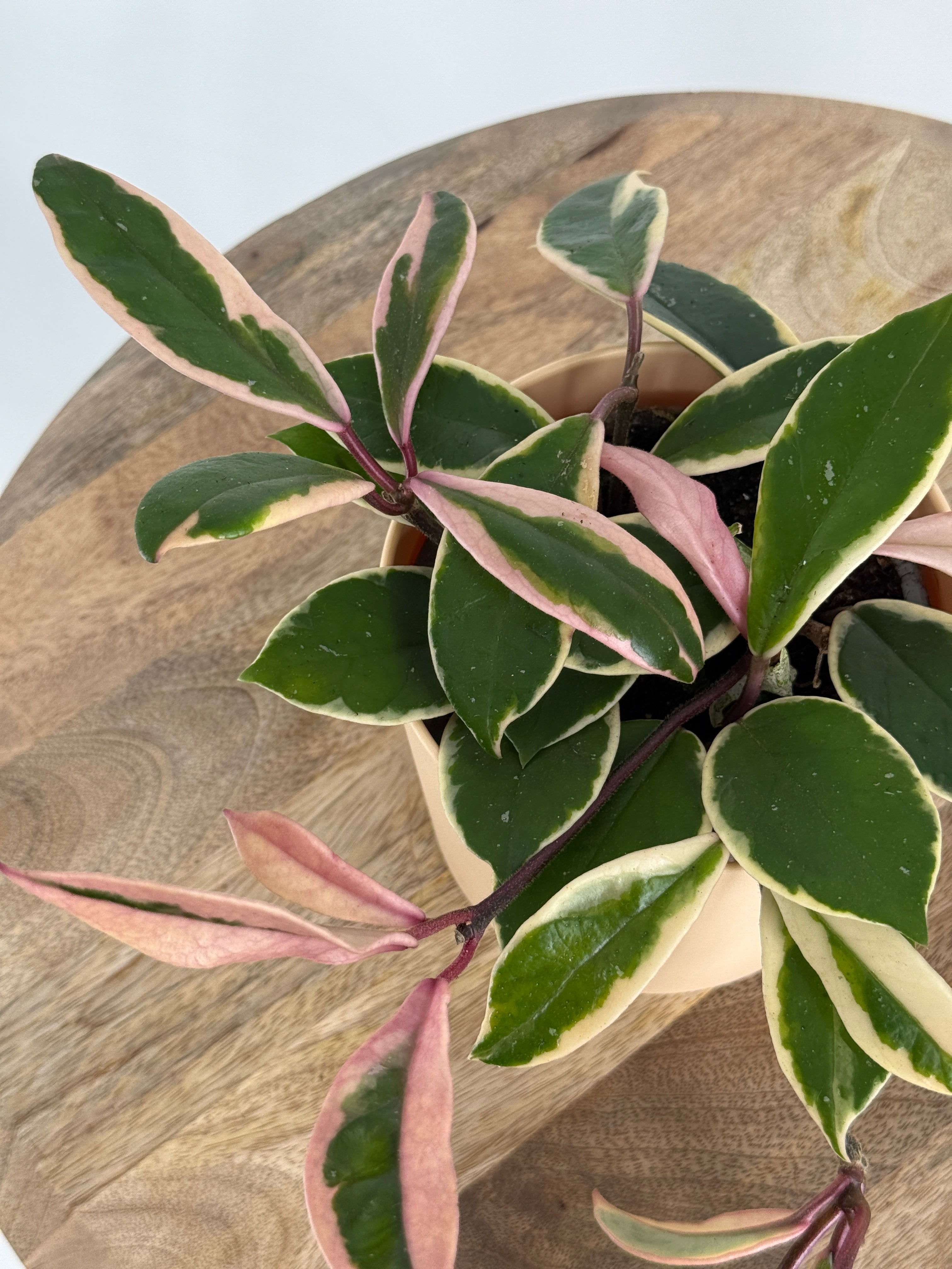 HOYA CARNOSA TRICOLOR M9