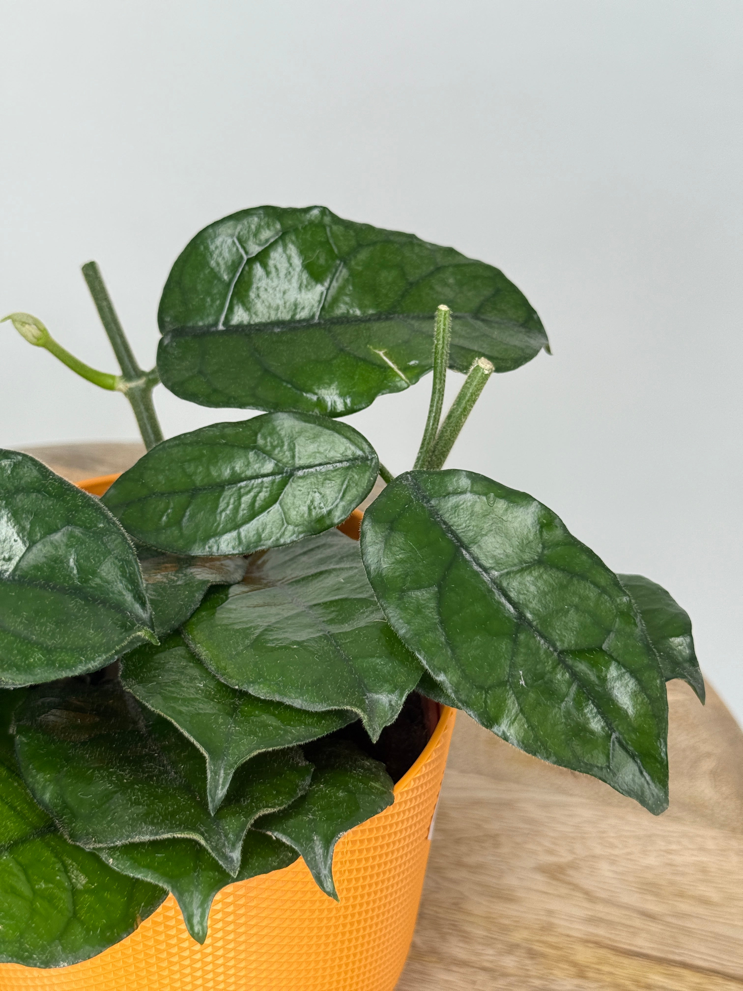 HOYA VILLOSA P12