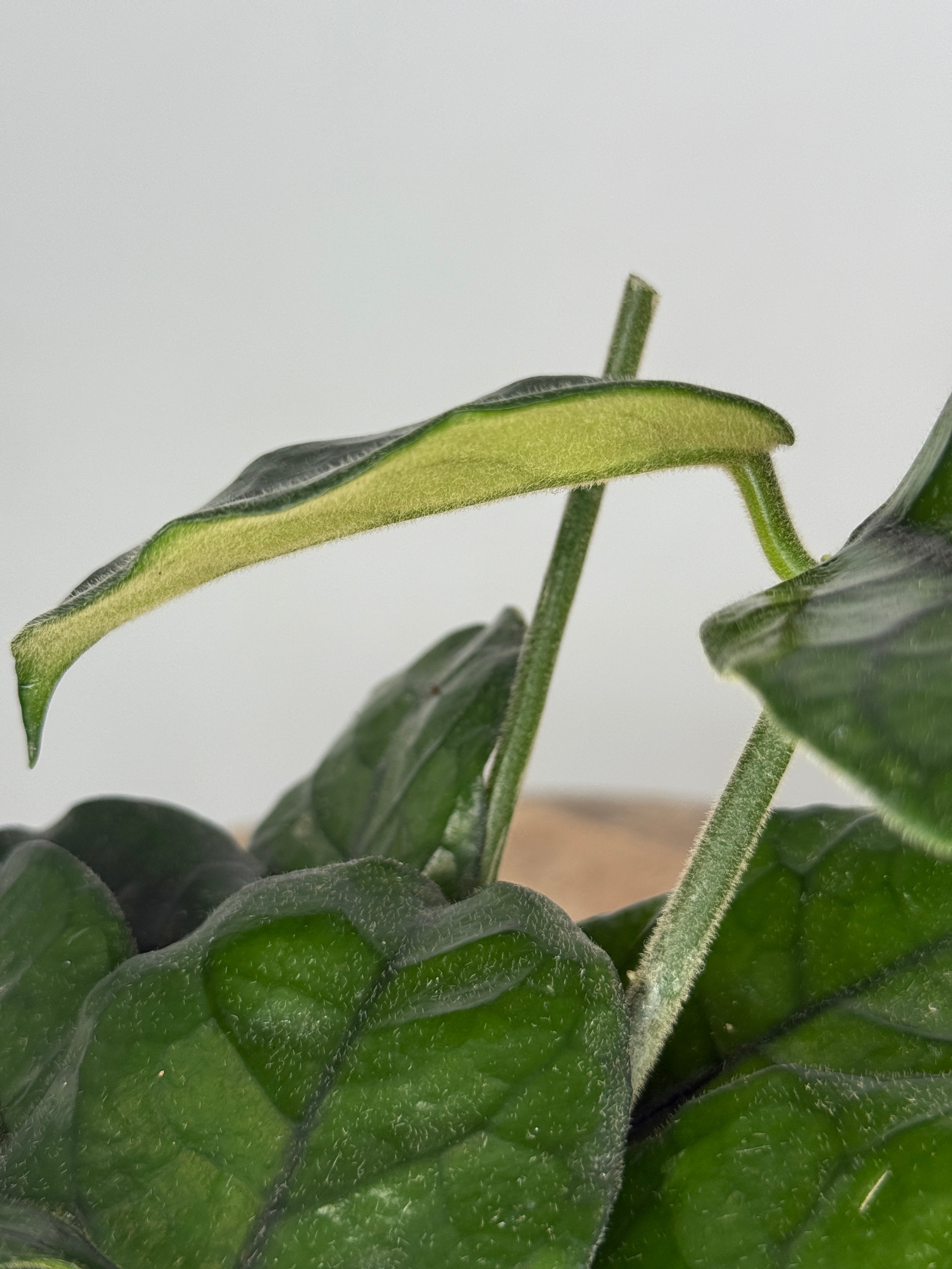 HOYA VILLOSA P12