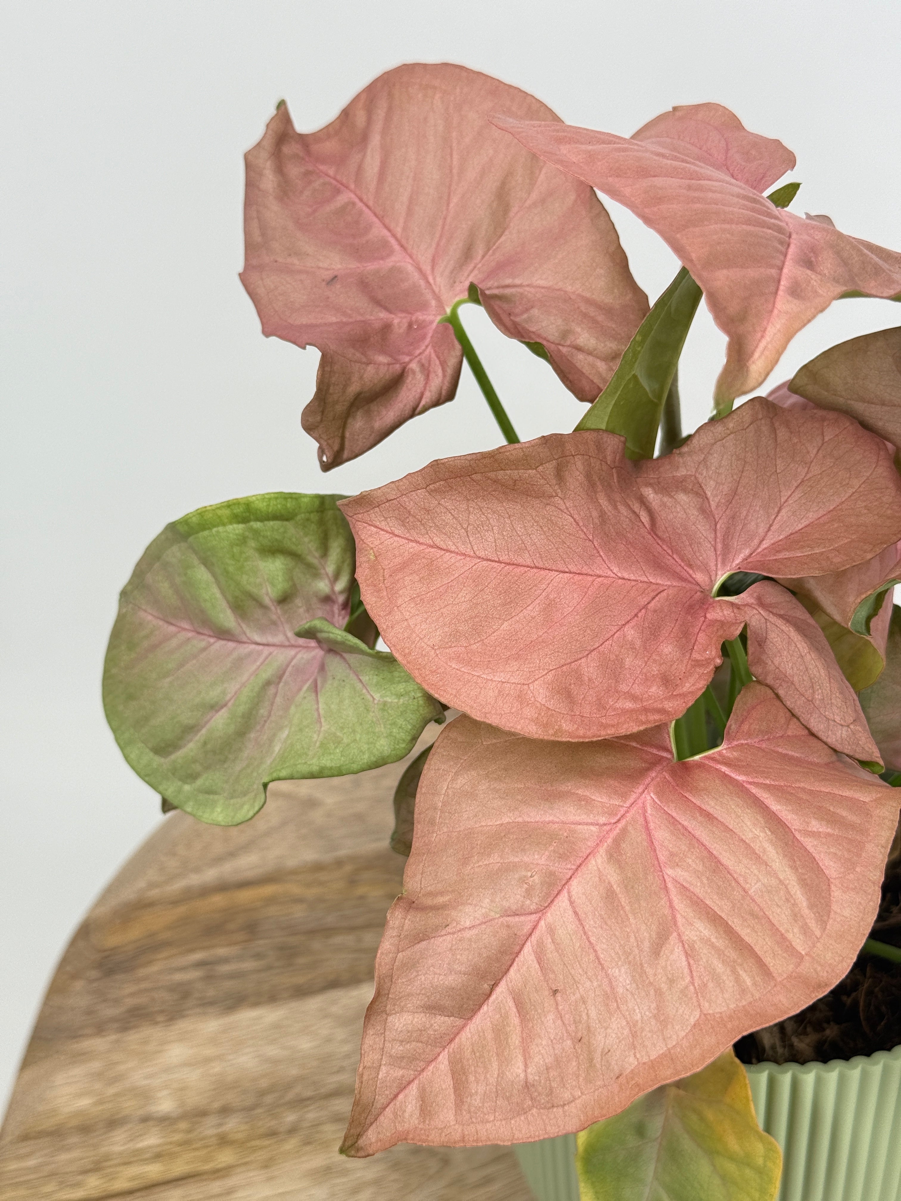 SYNGONIUM PODOPHYLLUM