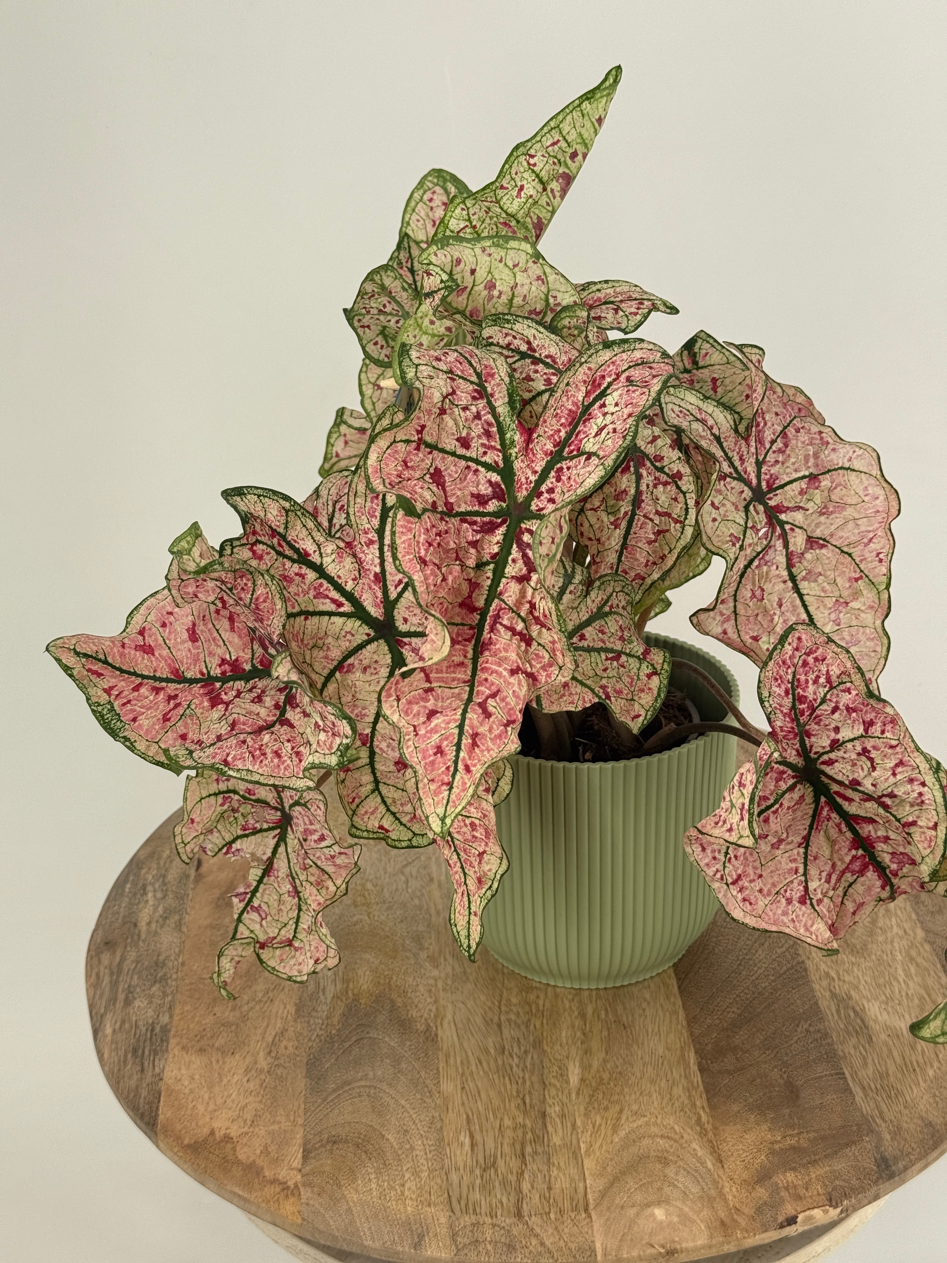 CALADIUM XL M21