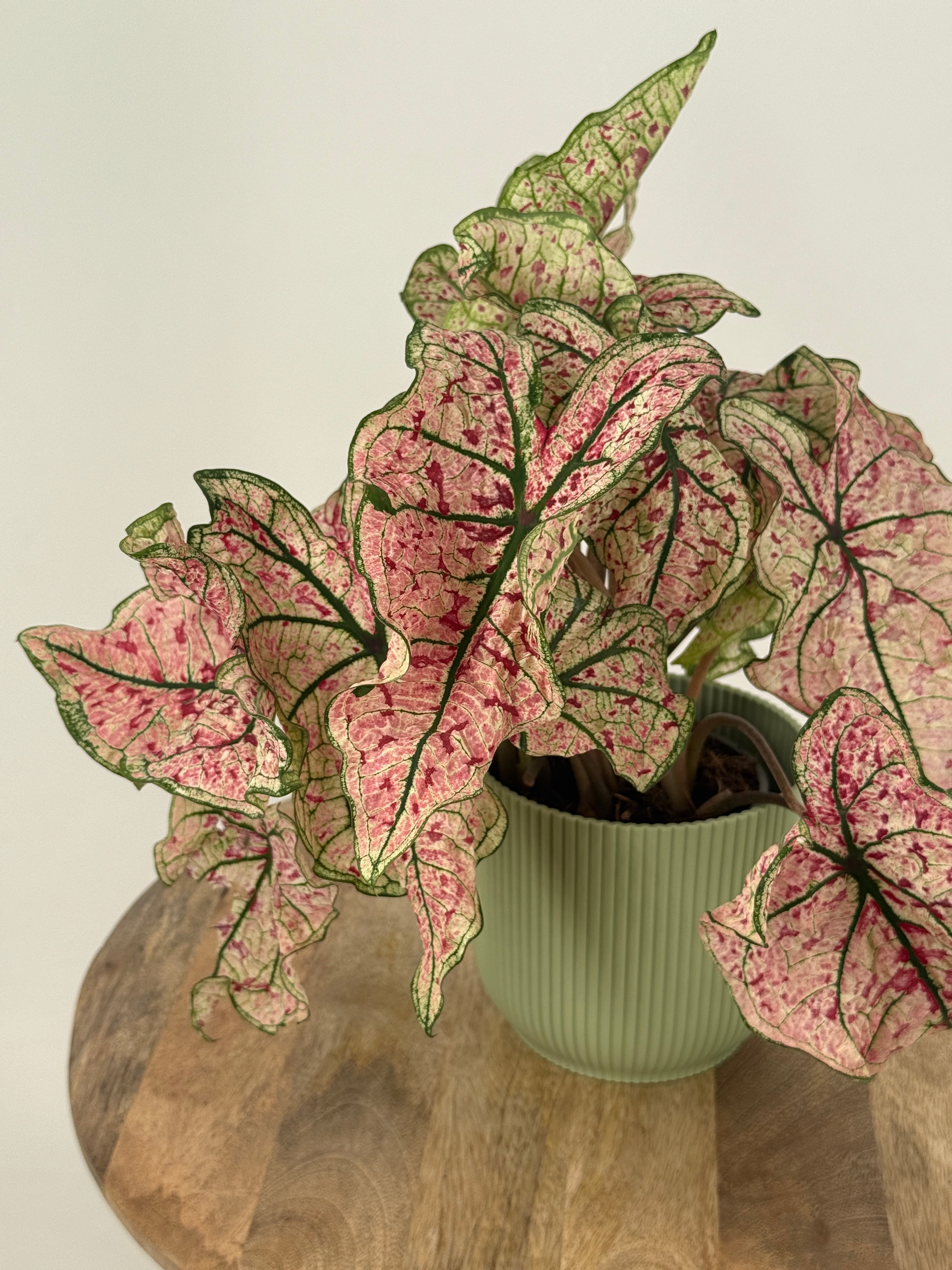 CALADIUM XL M21