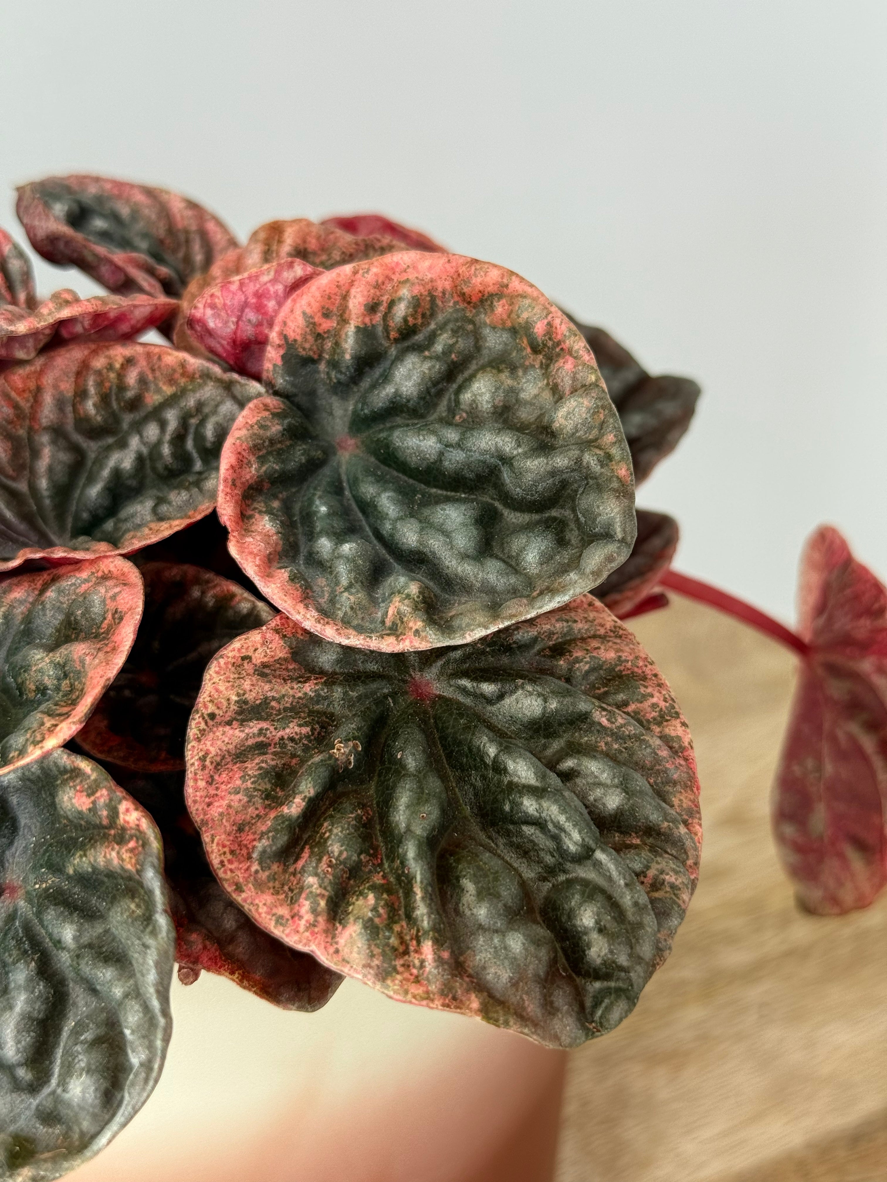 PEPEROMIA ABRICOS M11.