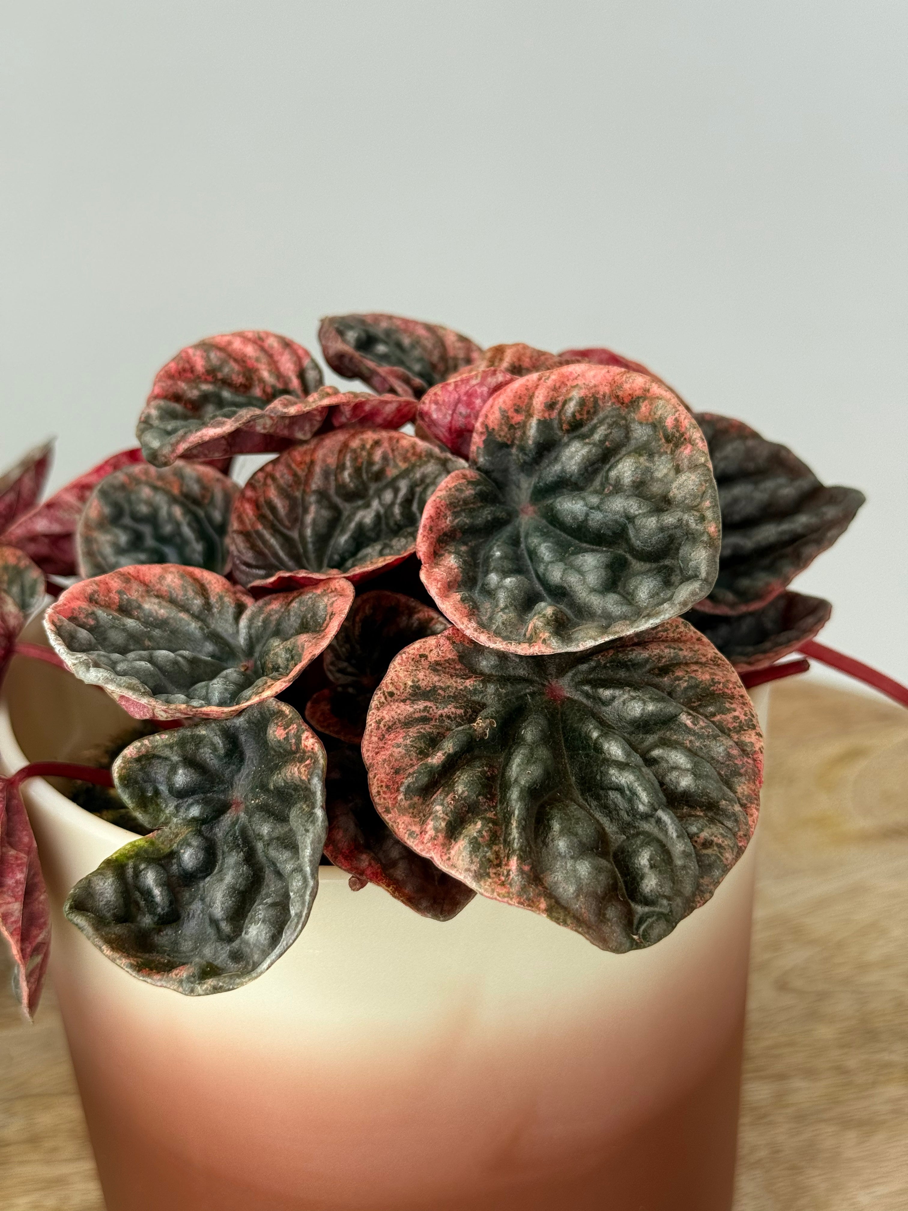 PEPEROMIA ABRICOS M11.