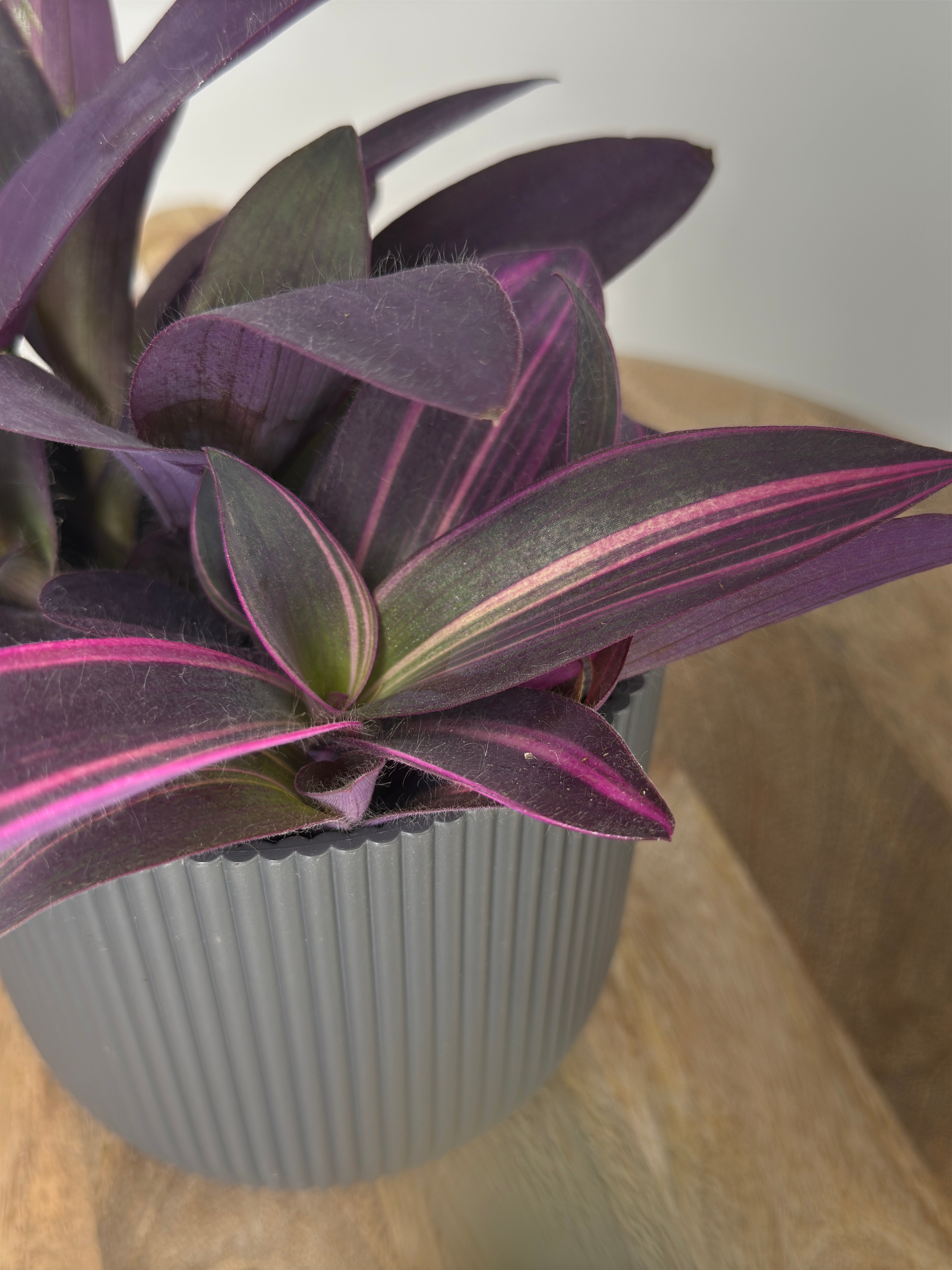 TRADESCANTIA PALLIDA "PURPUREA"