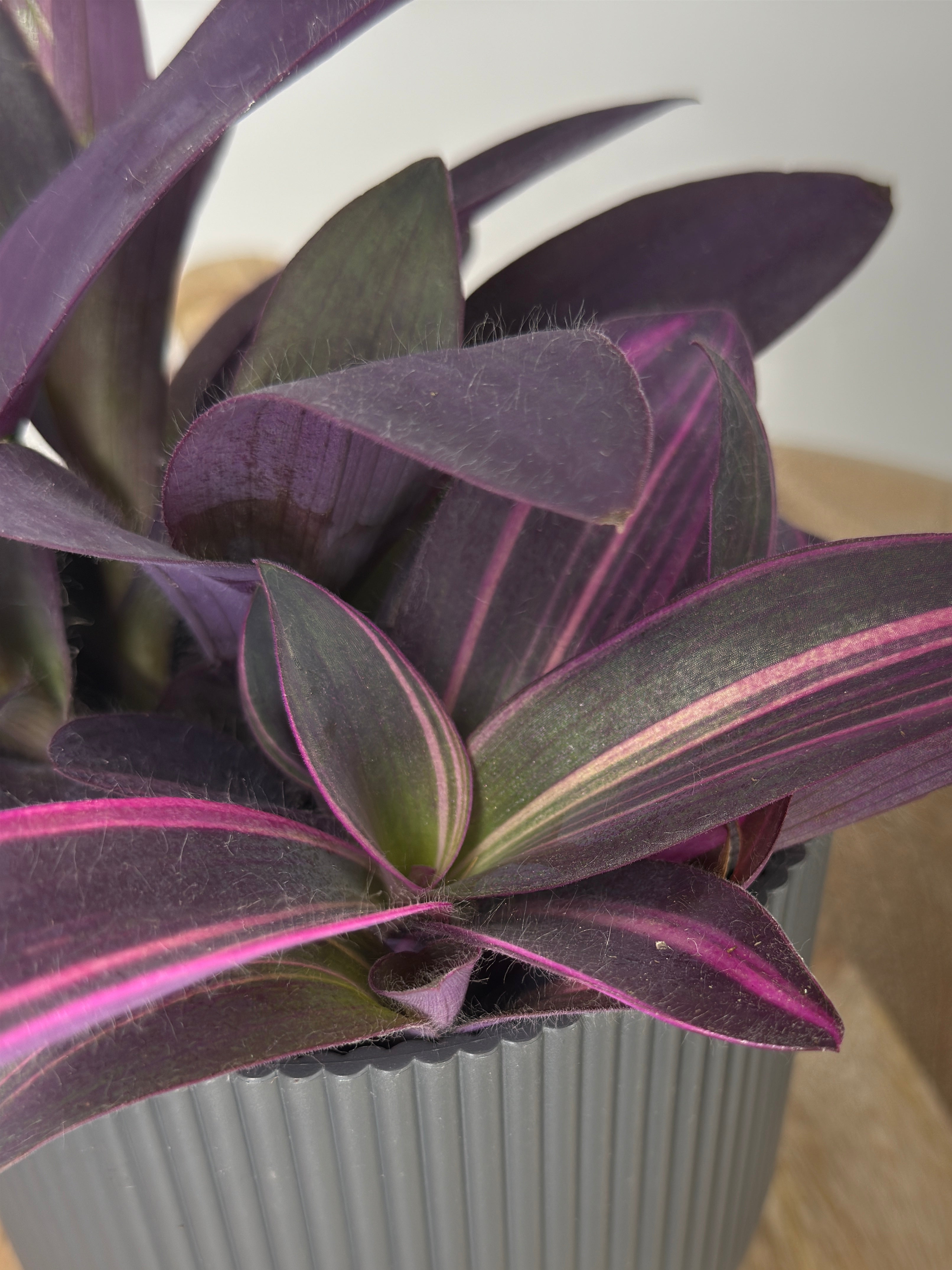 TRADESCANTIA PALLIDA "PURPUREA"