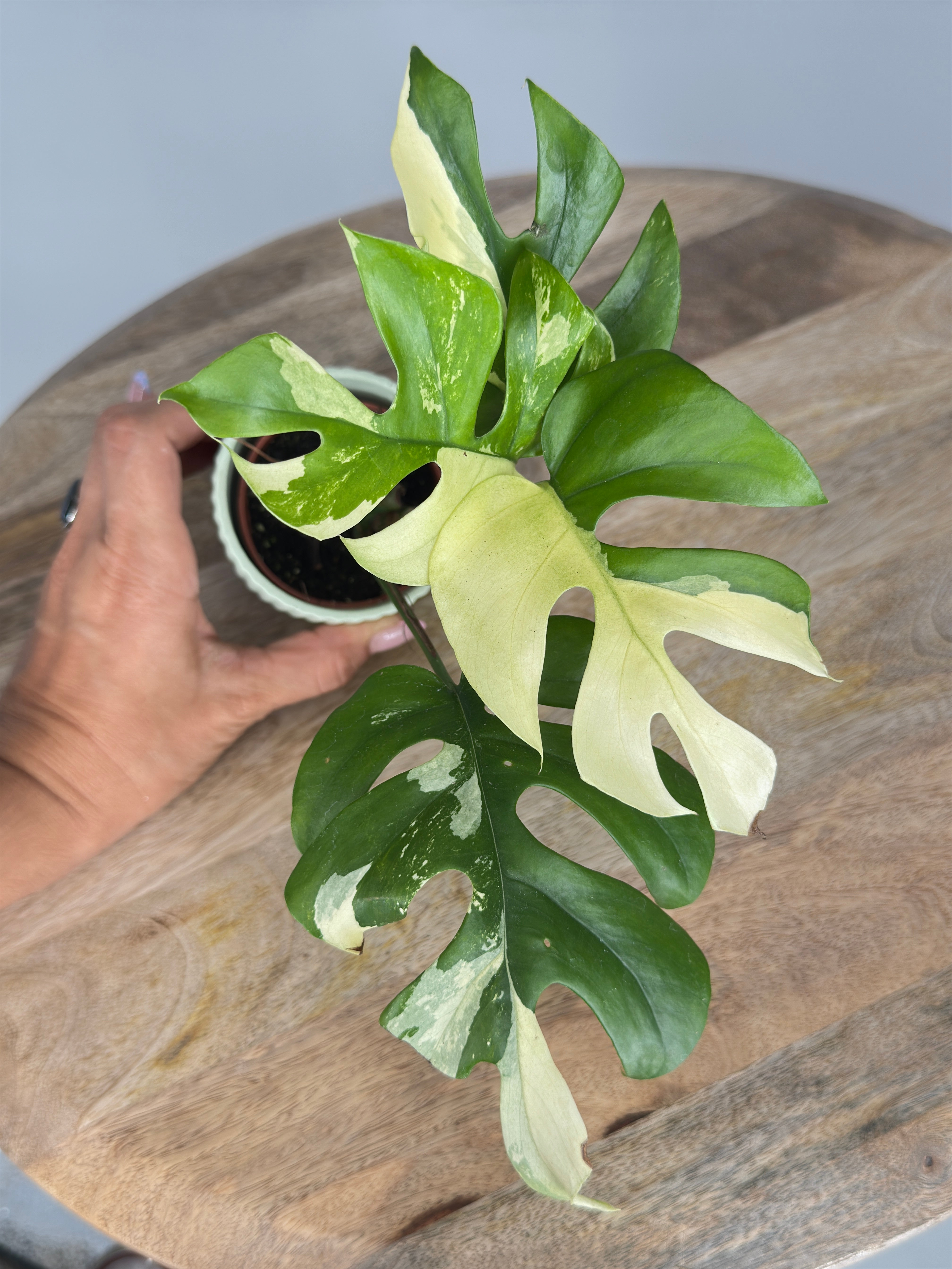 MONSTERA MINIMA VARIEGATA M6