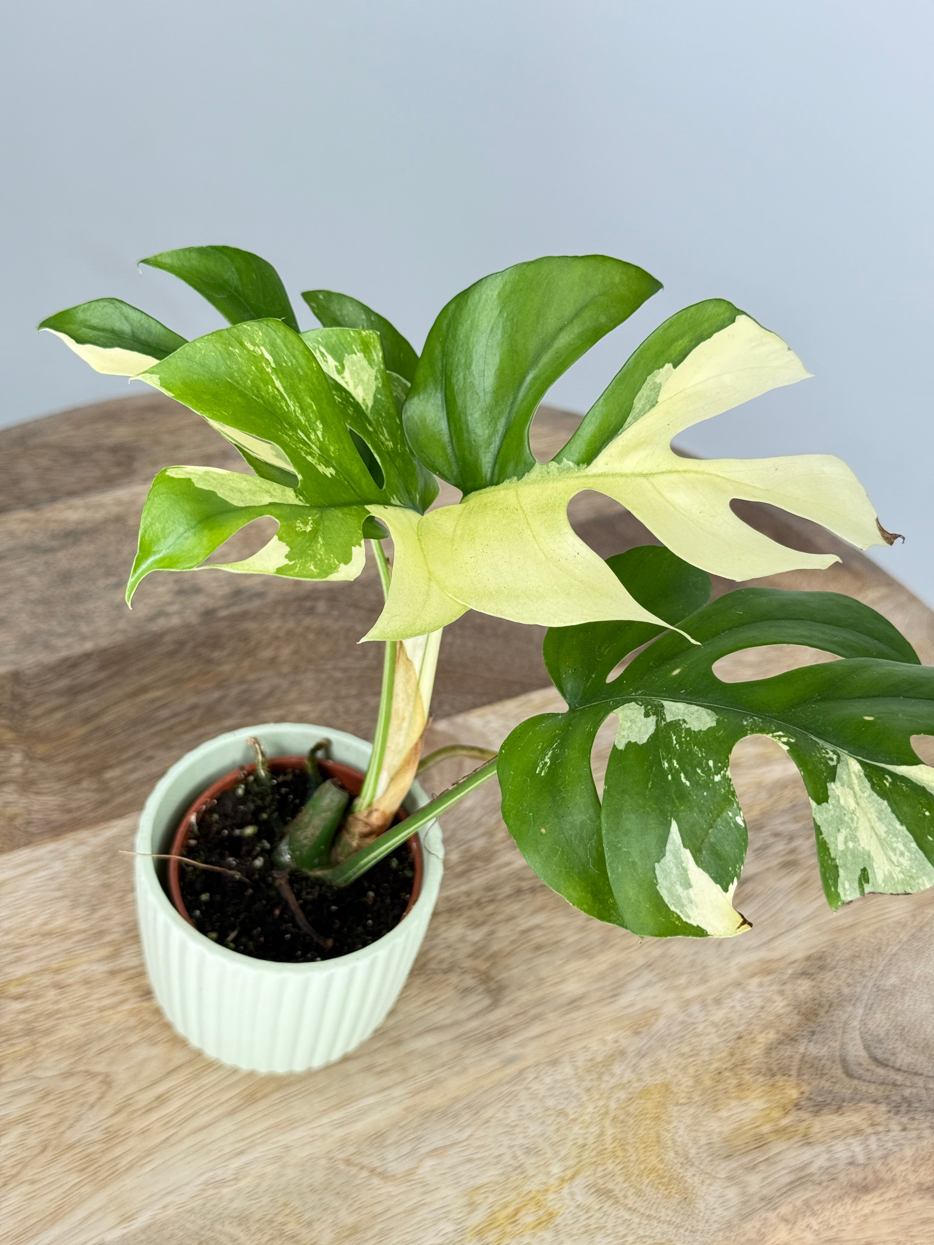 MONSTERA MINIMA VARIEGATA M6