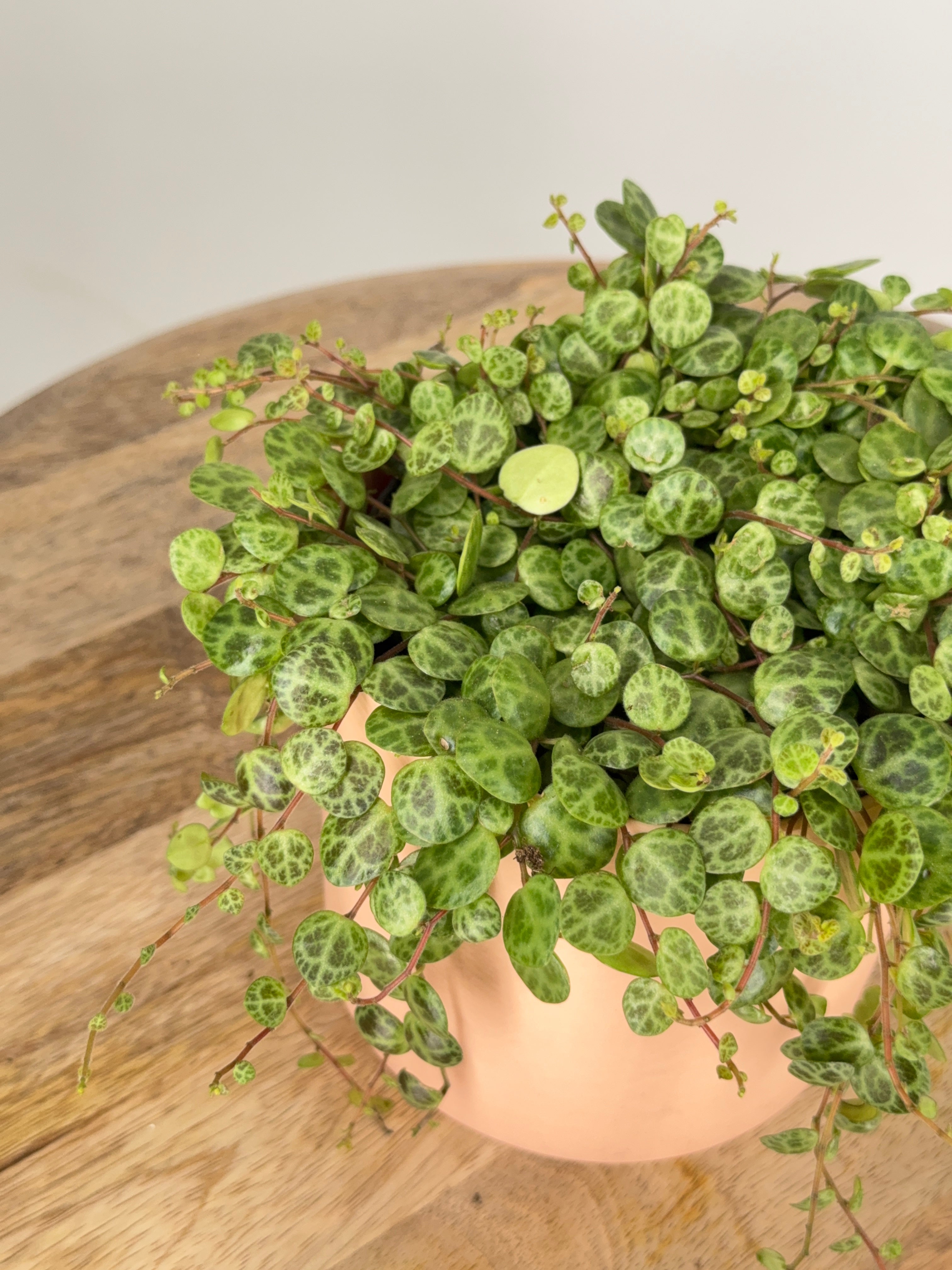 PEPEROMIA PROSTRATA M11