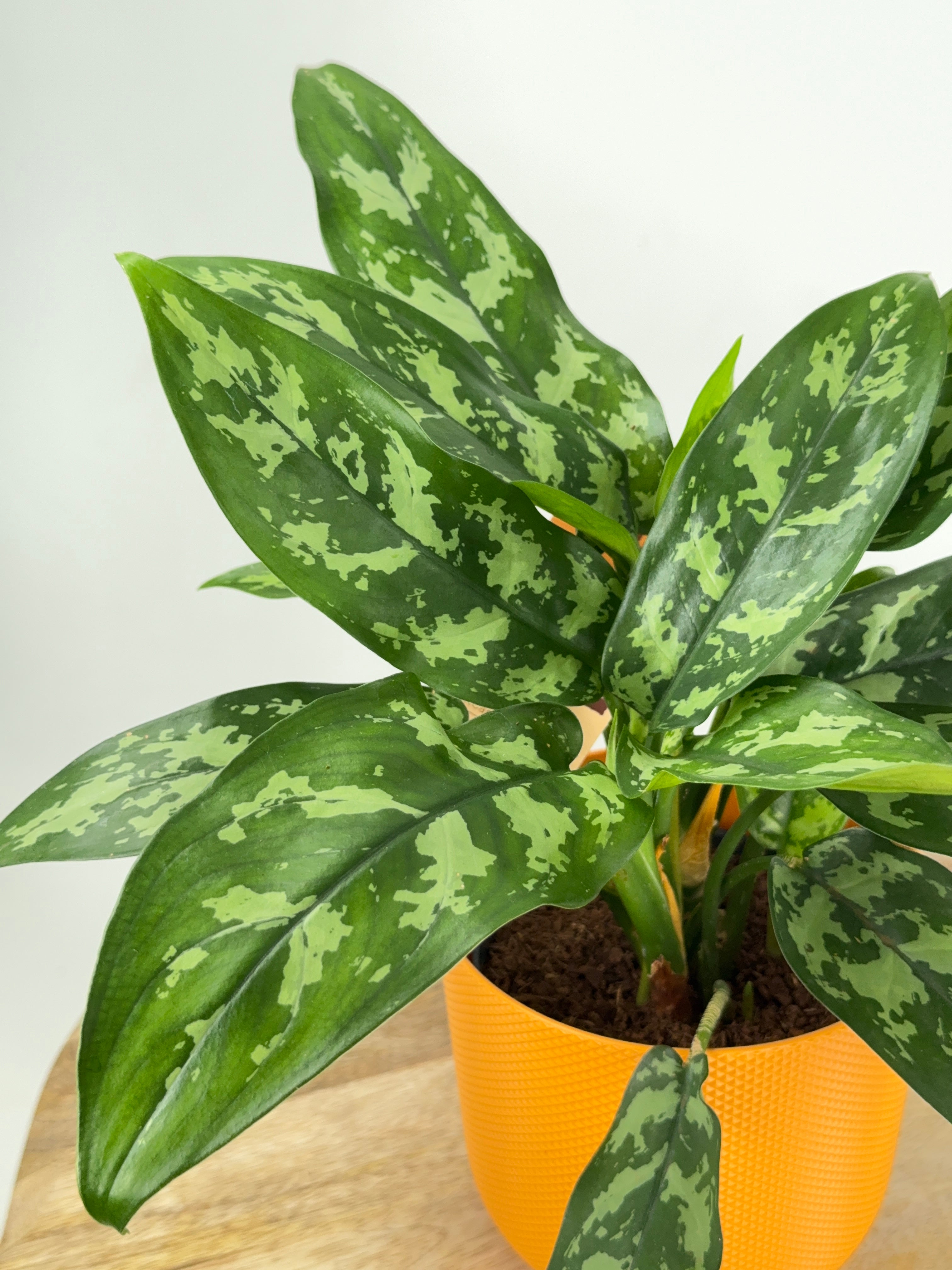 AGLAONEMA MIX M12