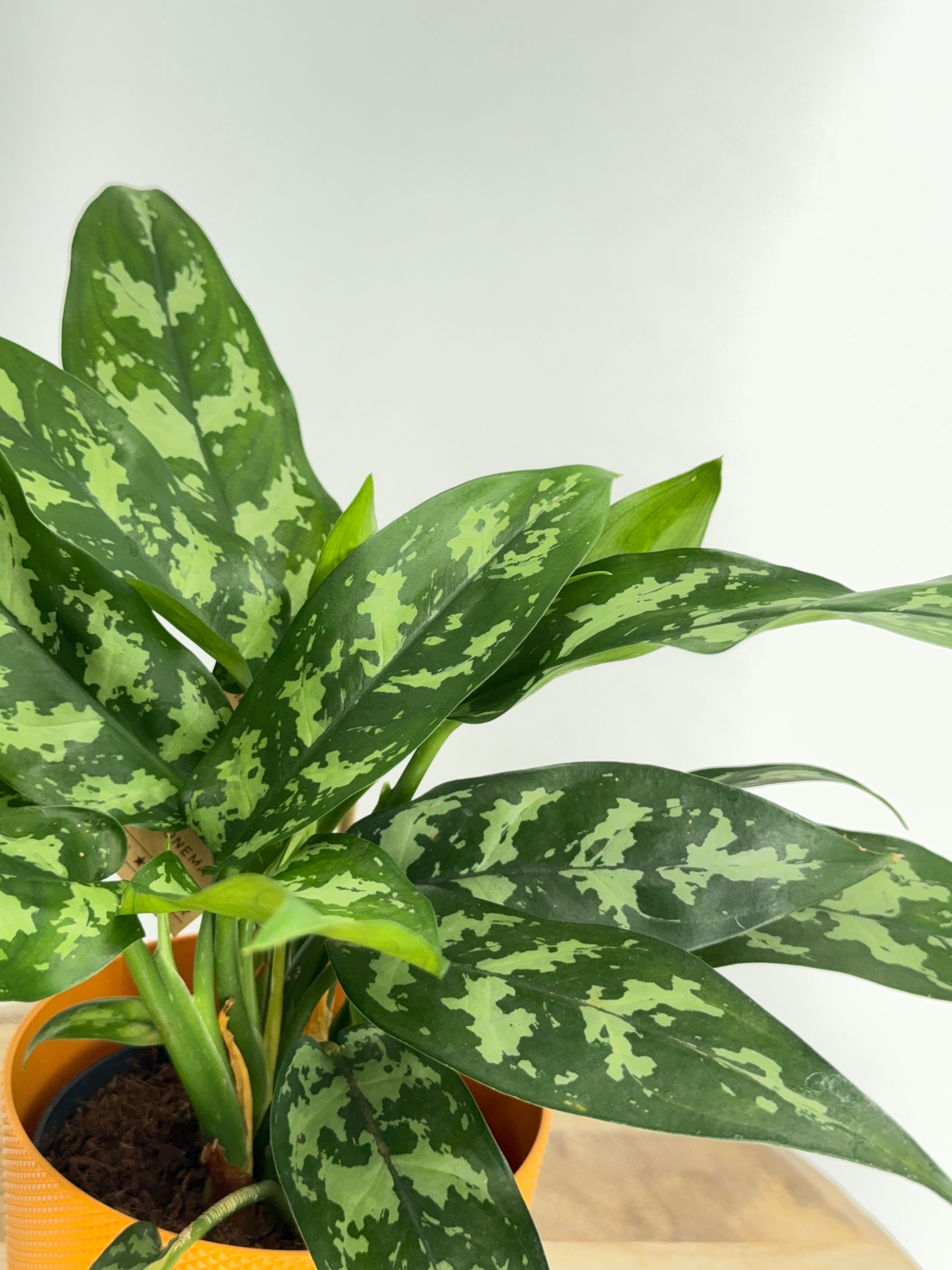 AGLAONEMA MIX M12