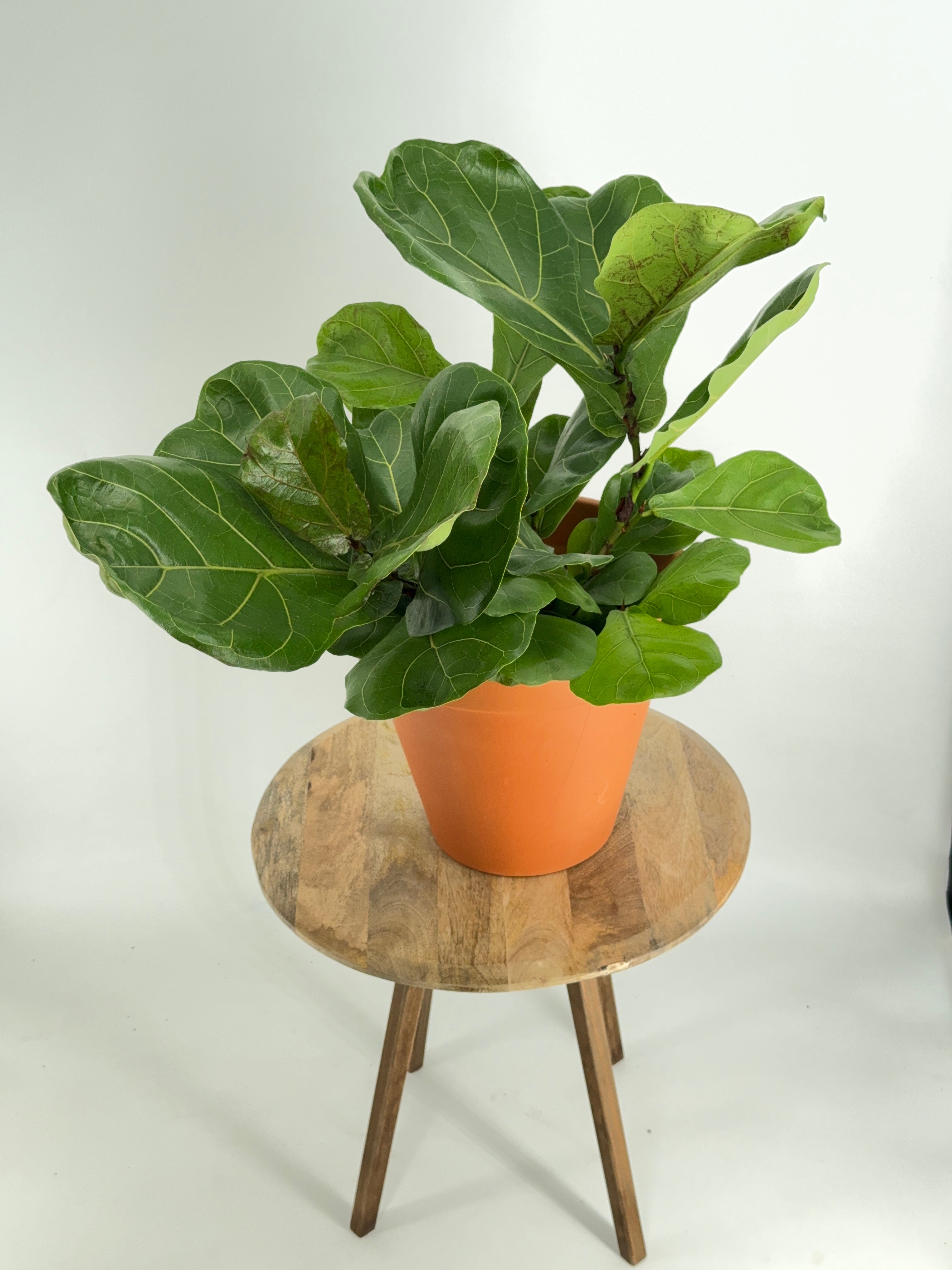 FICUS LYRATA C22 90CM