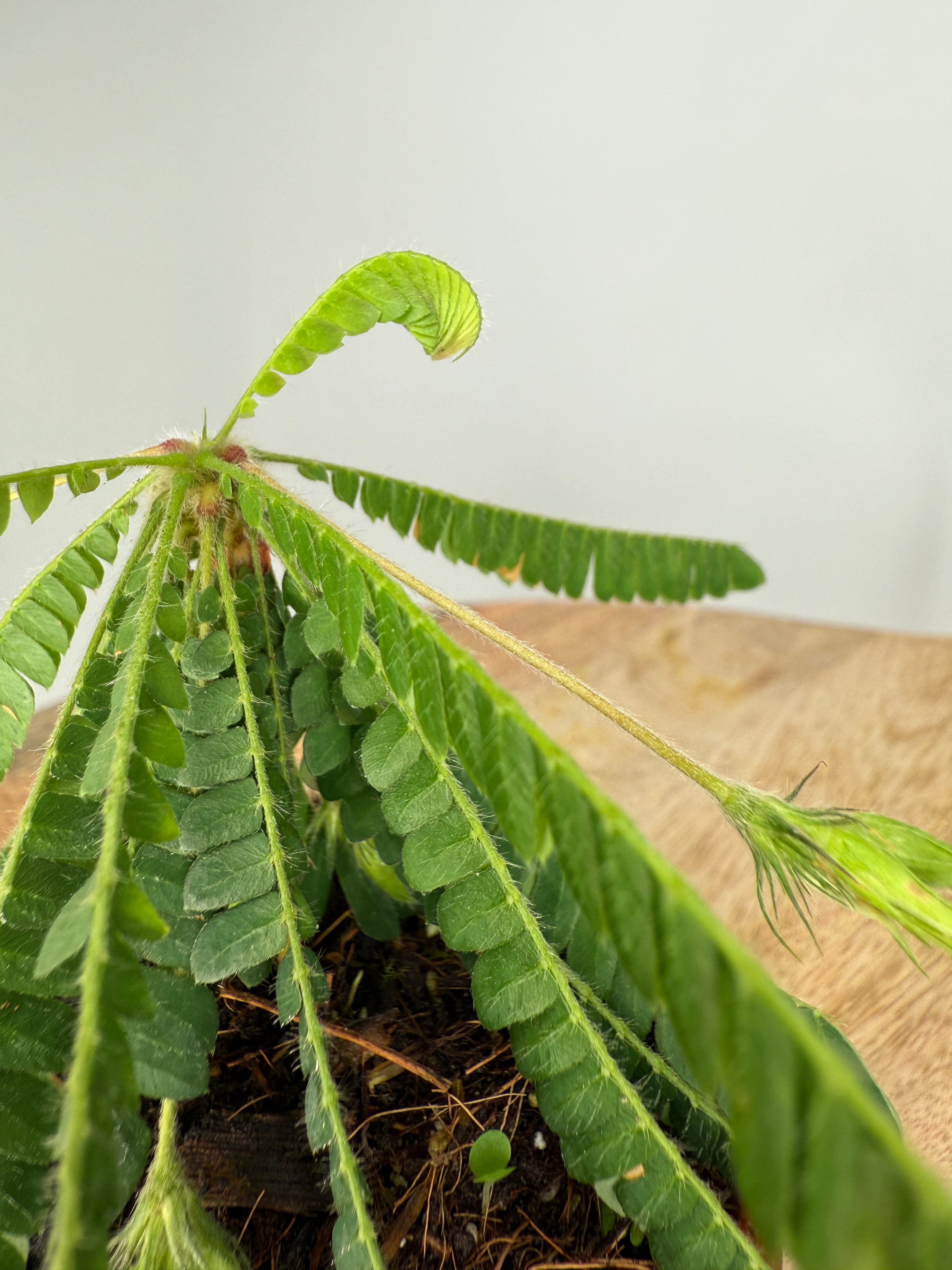 BIOPHYTUM SENSITIVE