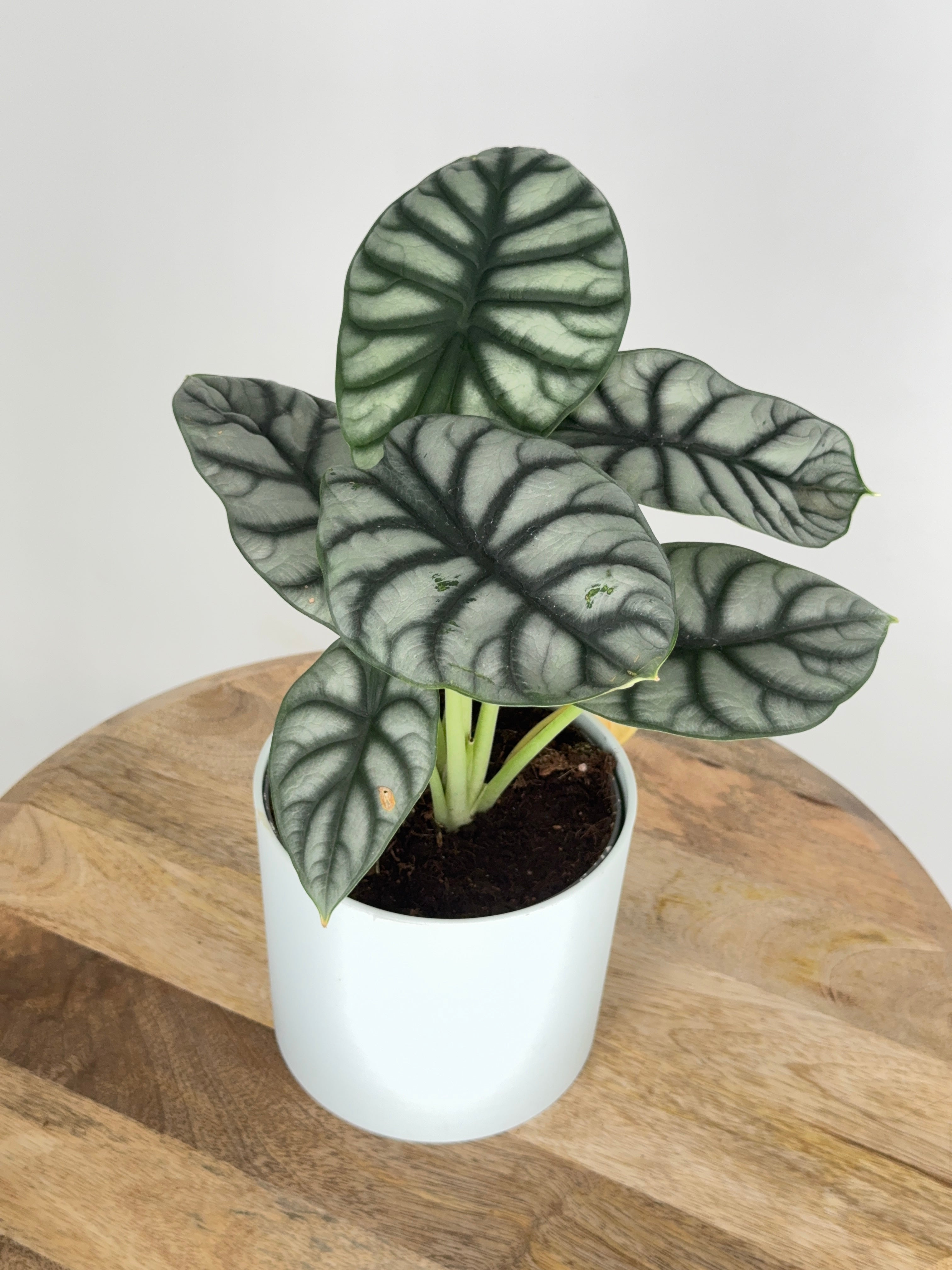ALOCASIA SILVER DRAGON M14