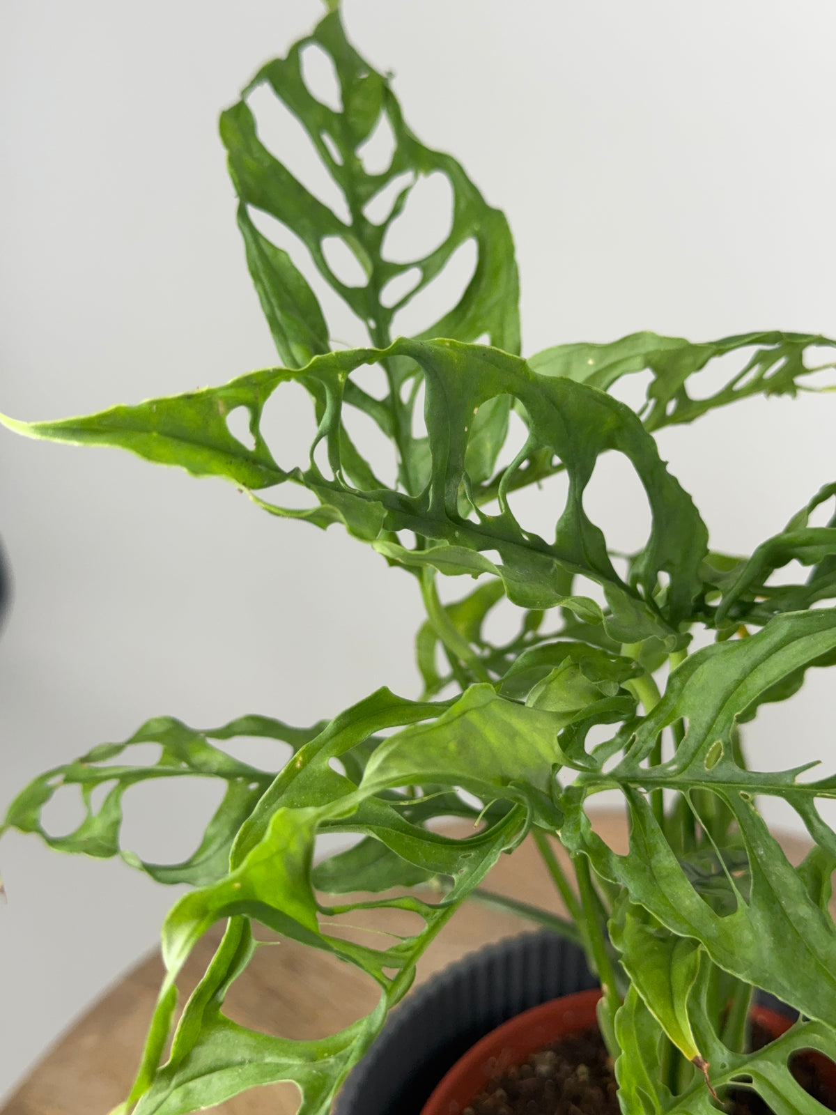 MONSTERA OBLIQUA PERU M12