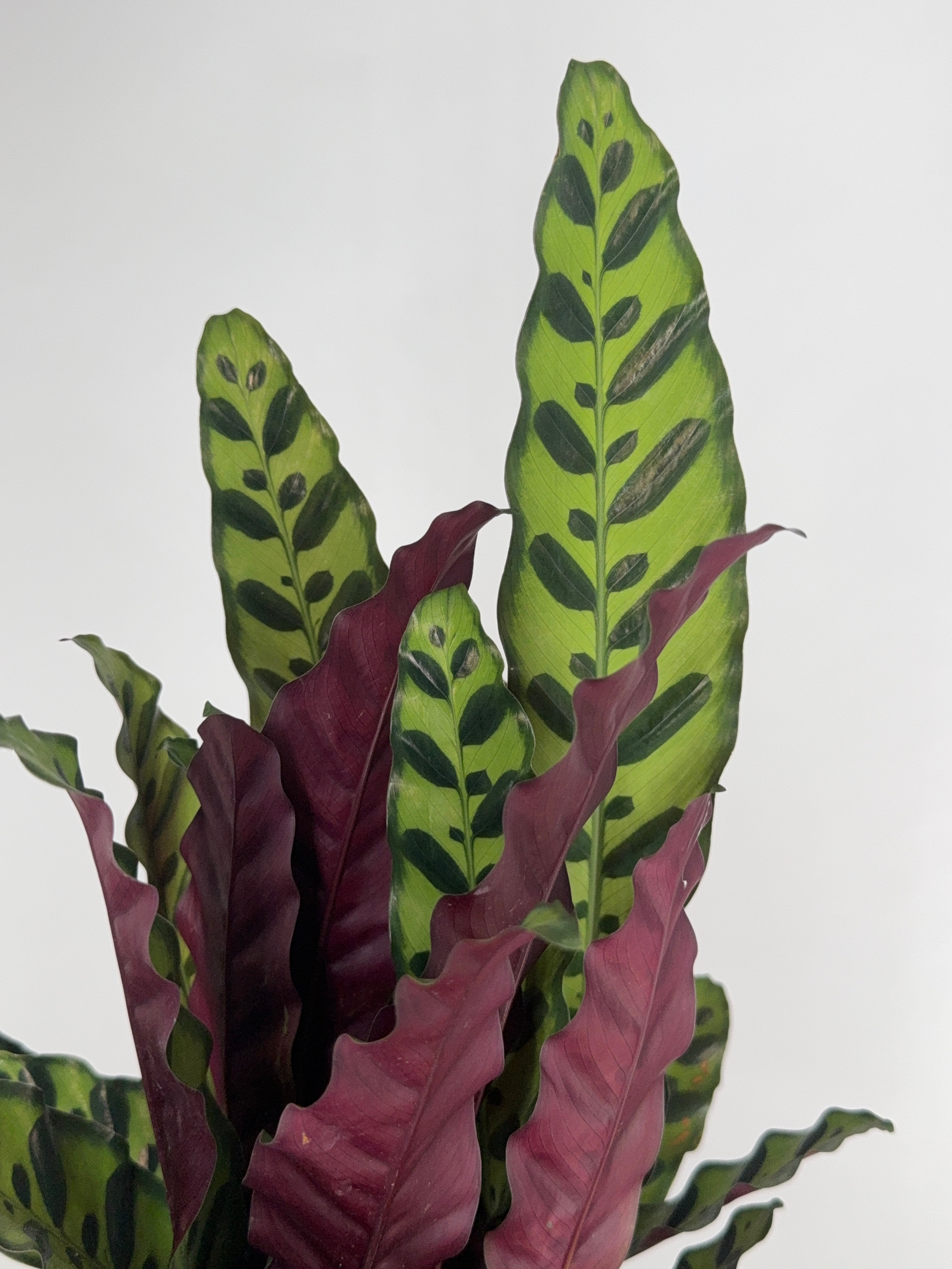 CALATHEA INSIGNE LACTIFOLIA M14