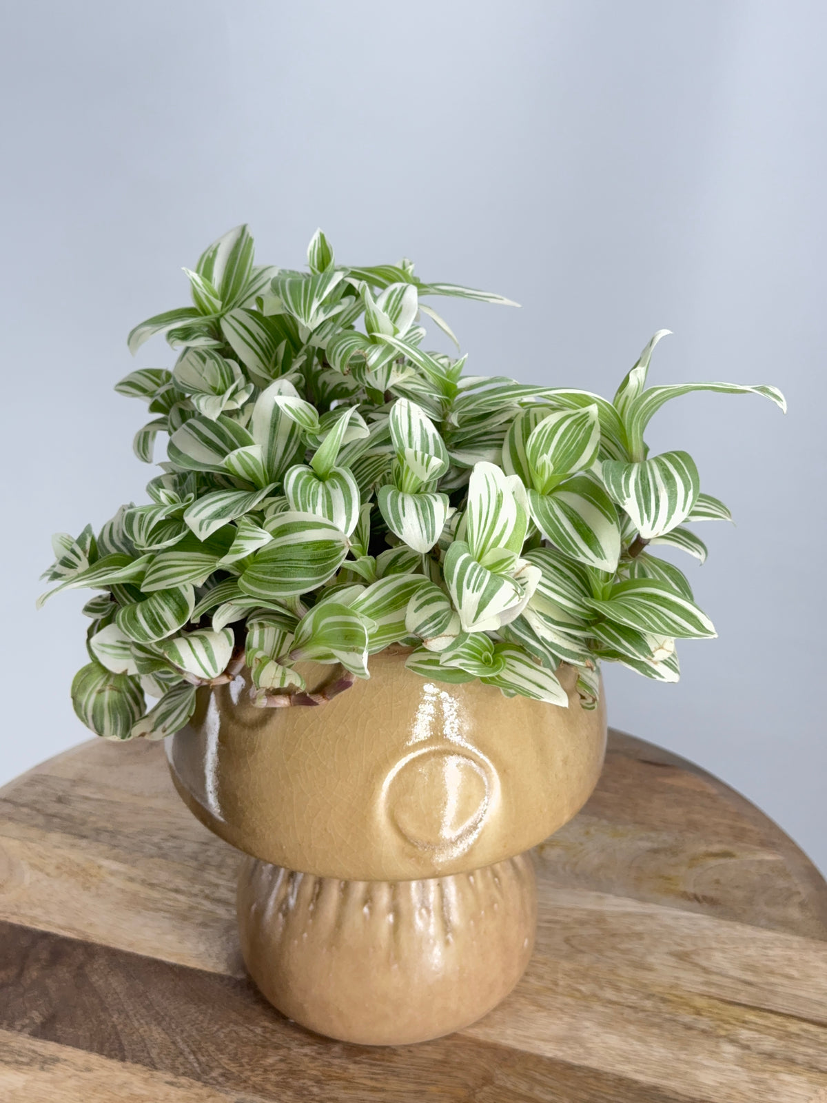 TRADESCANTIA BRIGHTNESS M12