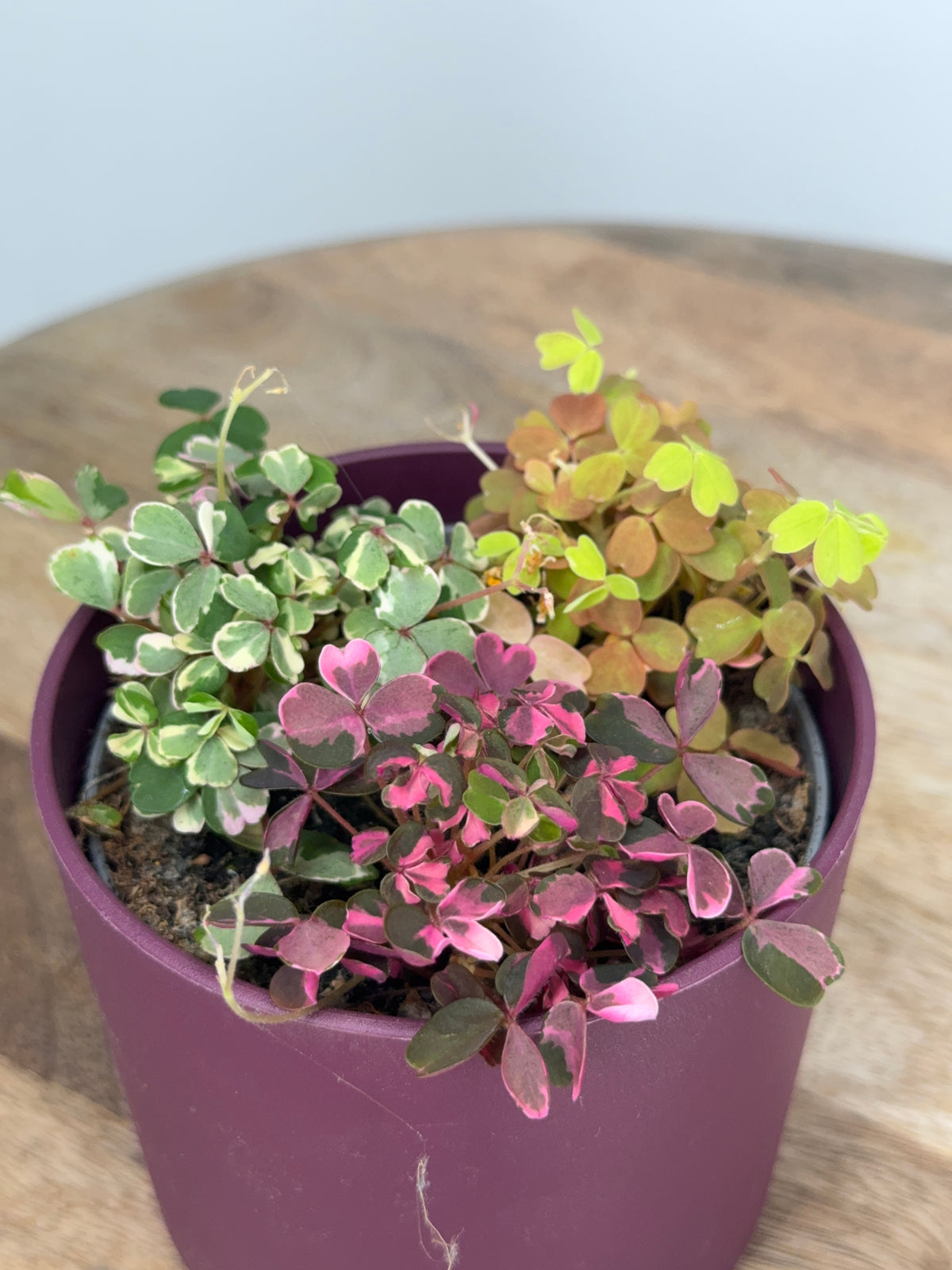 OXALIS VULCANICOLA TRIOM10